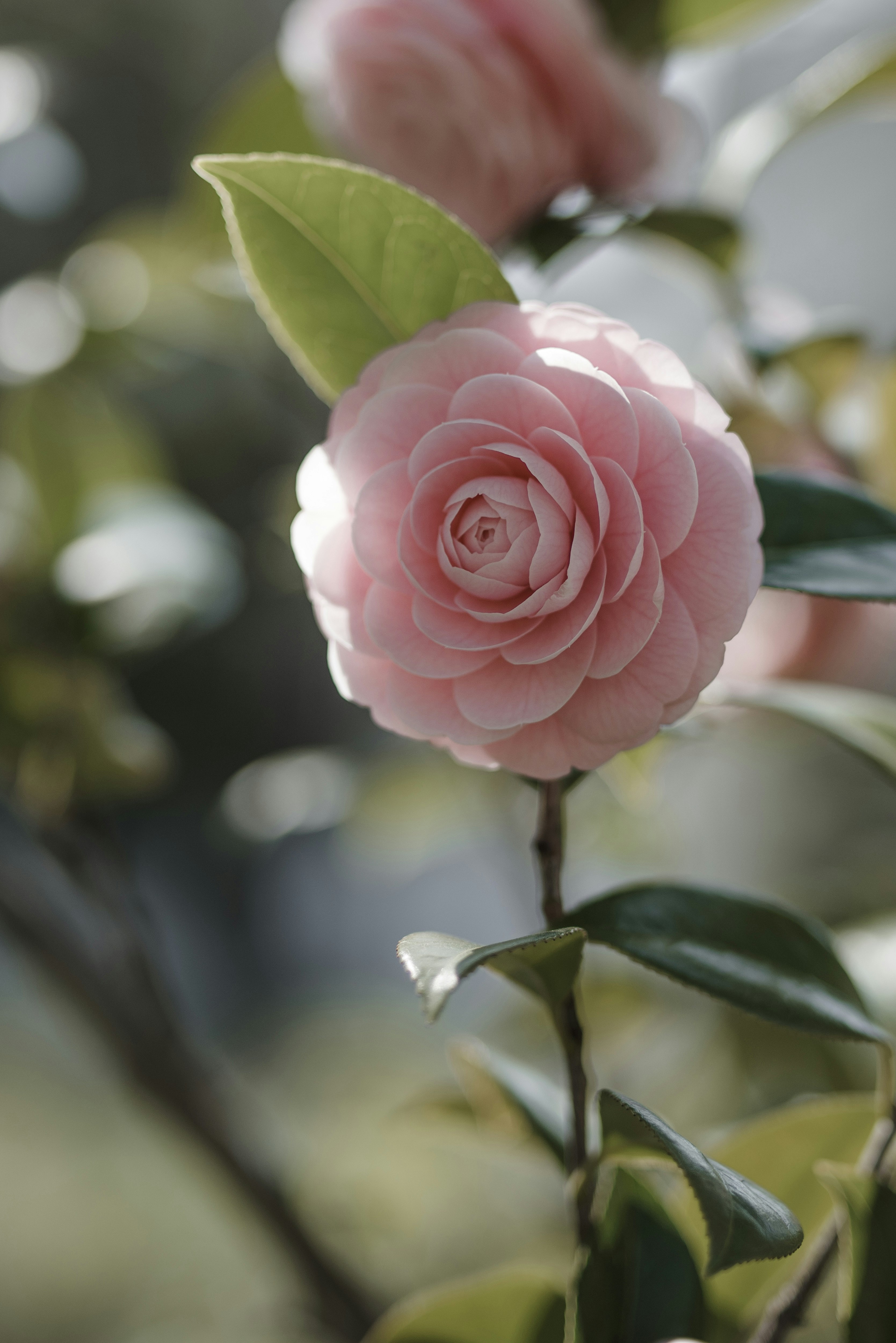 ピンクのオトメツバキの花に日が差す春の昼のクローズアップ