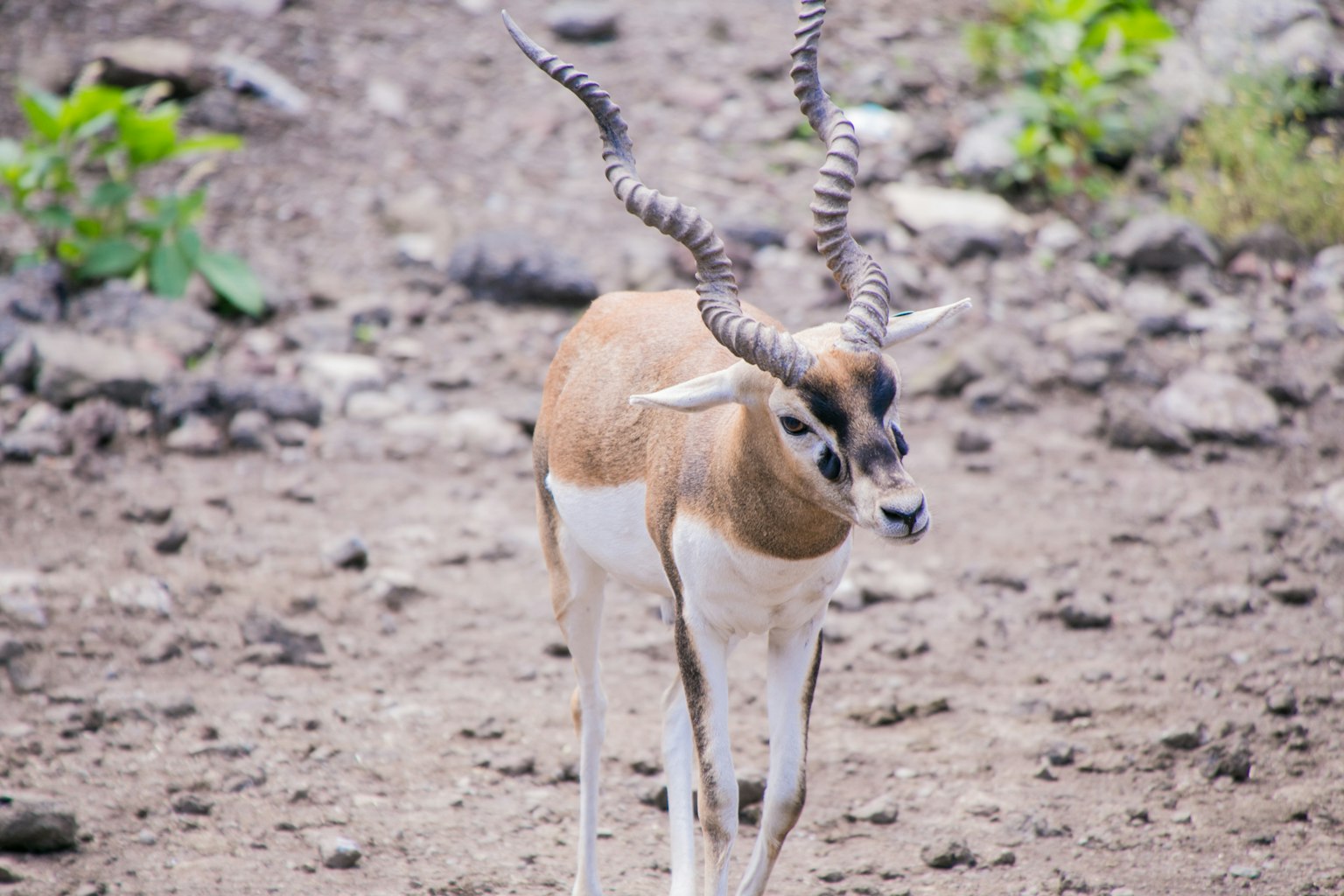 Una bella antilope con corna nere che cammina sul terreno