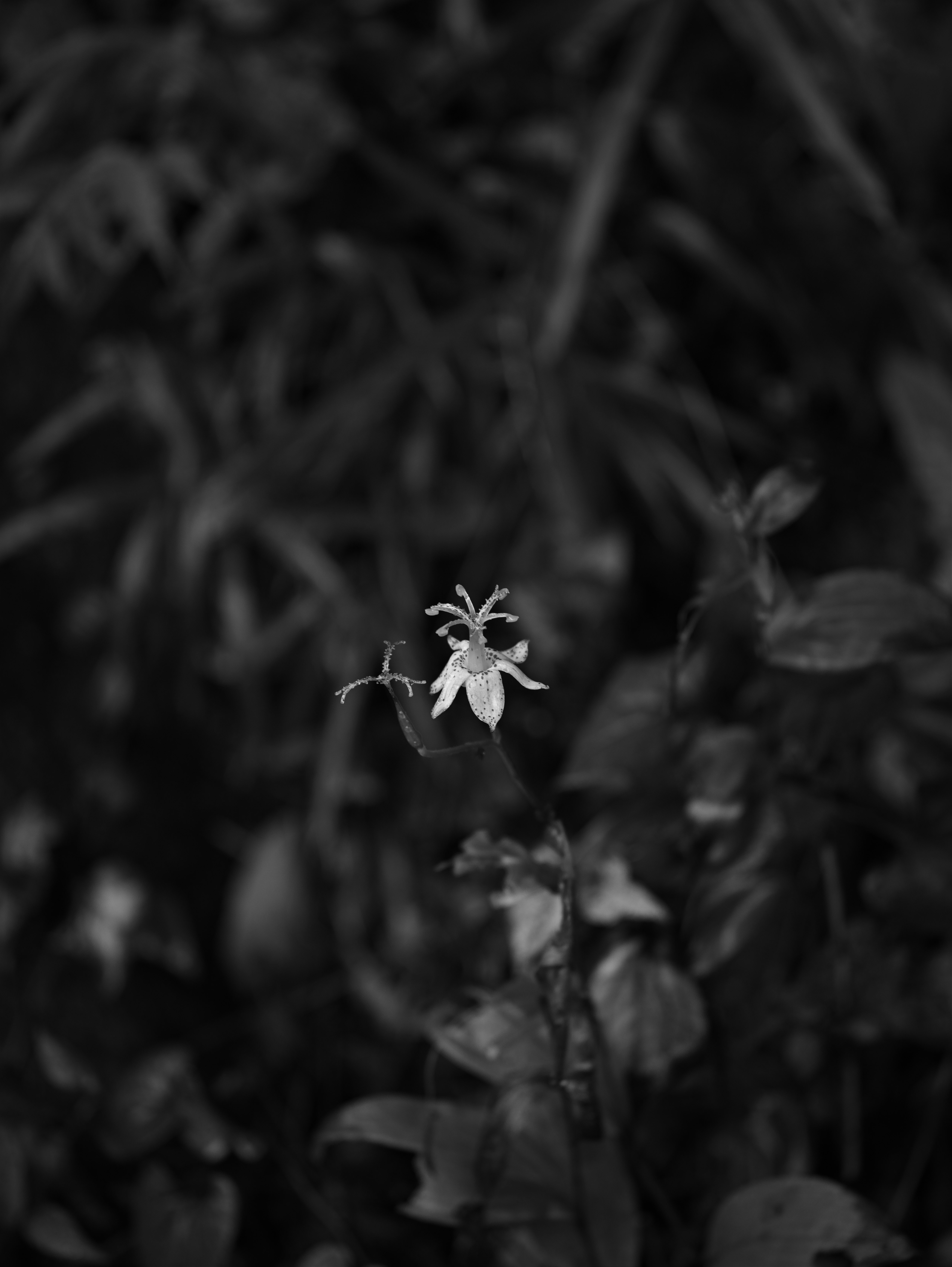 草むらの中で咲く小さな花