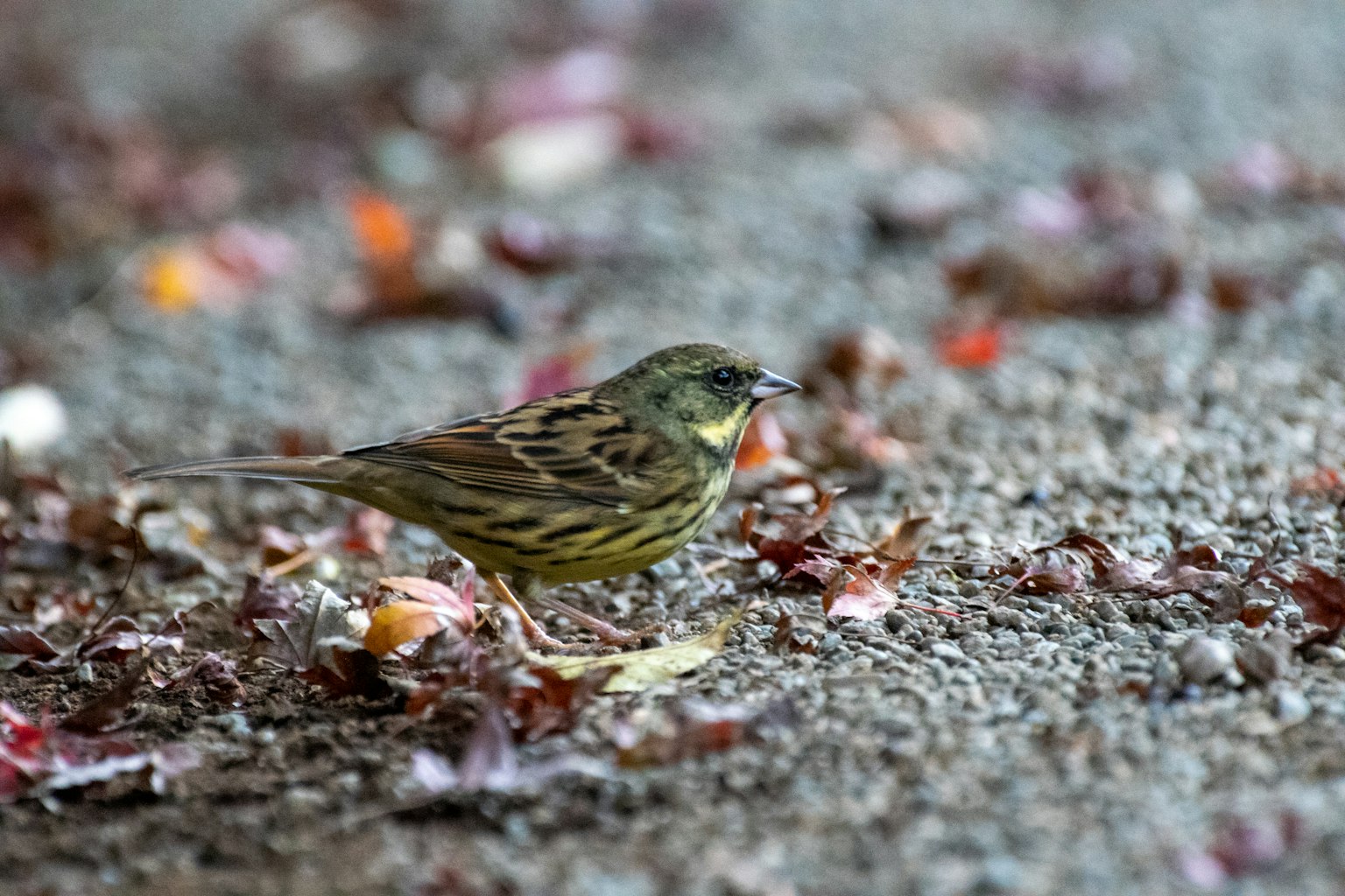 Ein kleiner Vogel, der zwischen auf dem Boden liegenden Blättern läuft