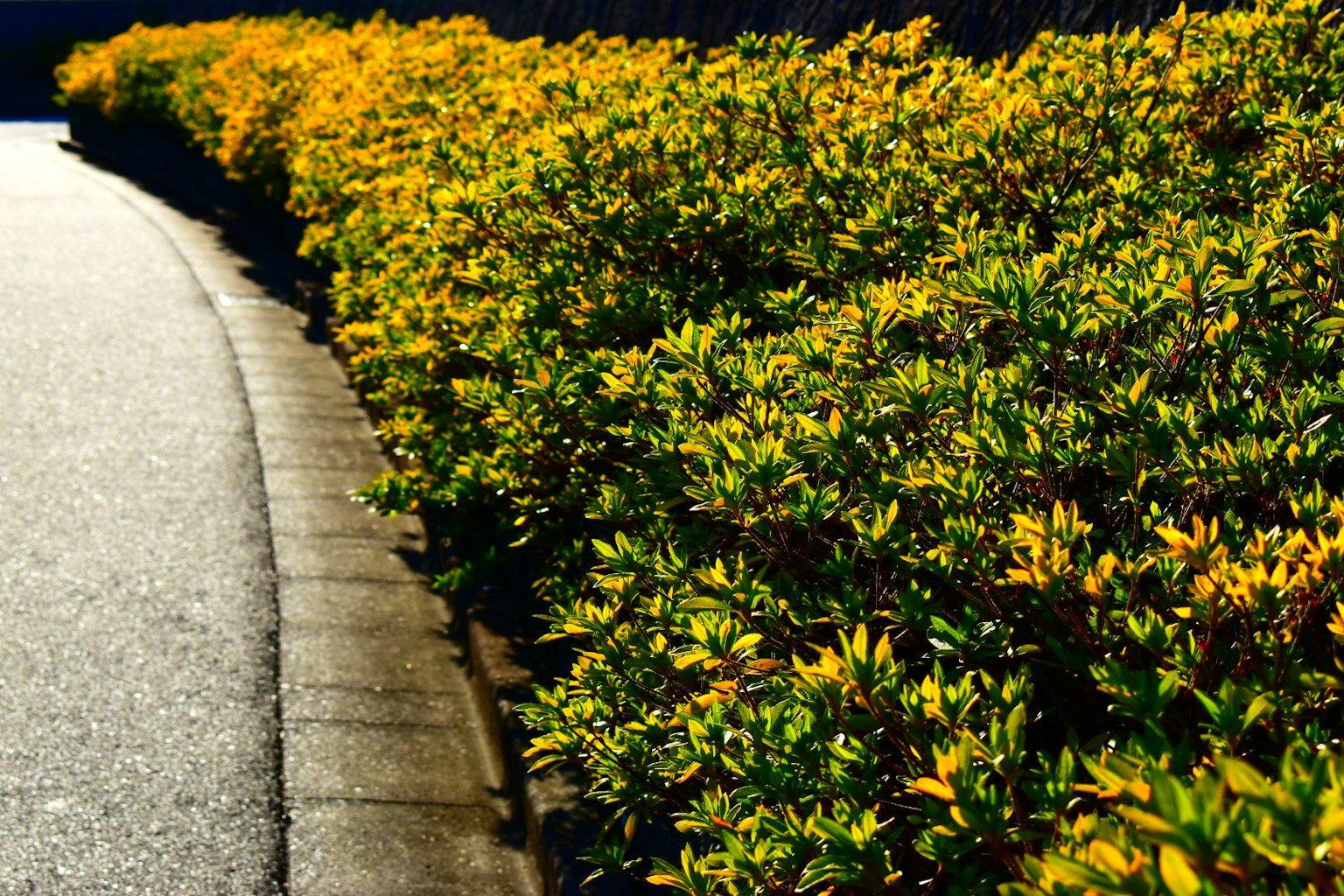 Un paesaggio con una bassa siepe di fiori gialli e un marciapiede curvo
