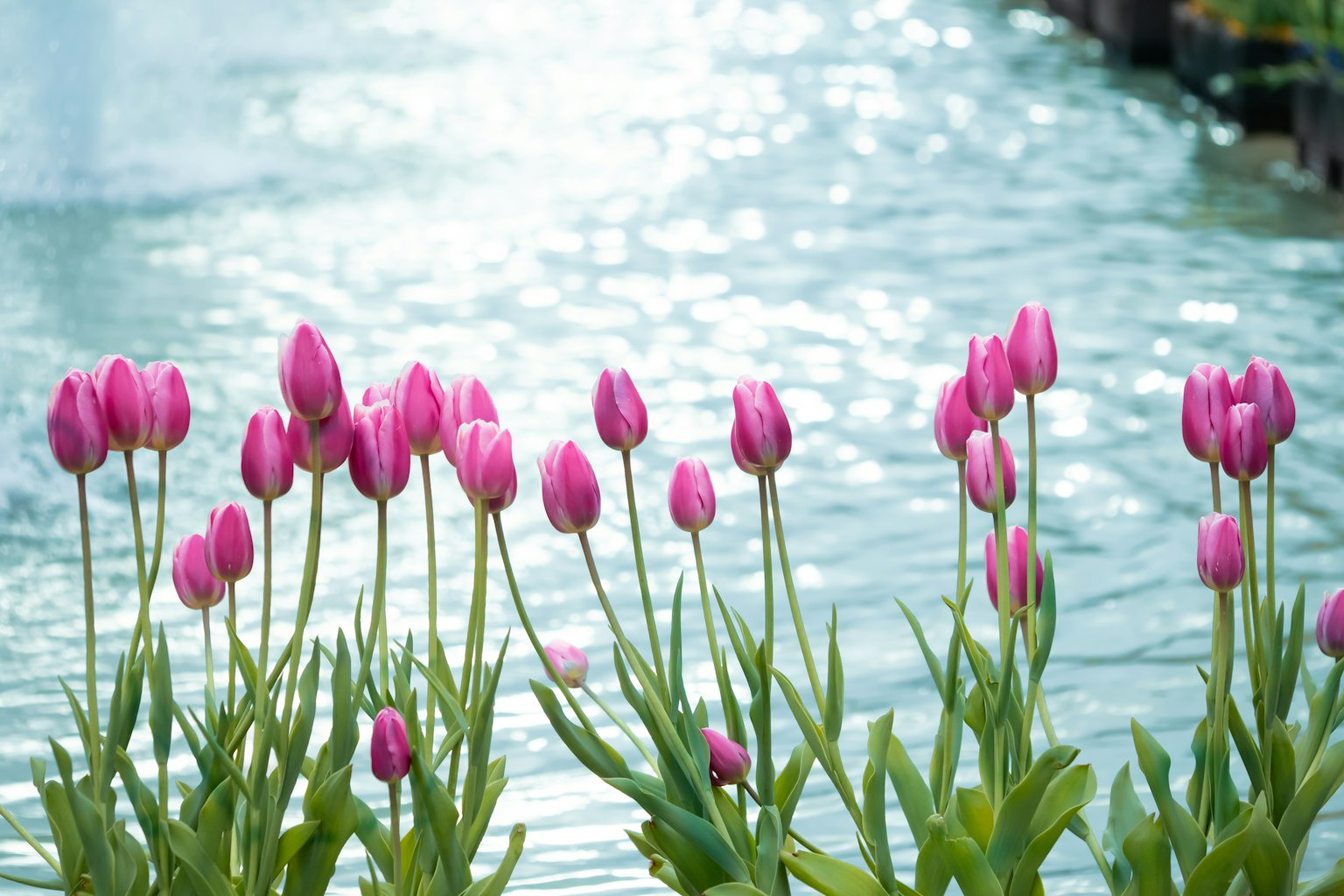Tulip merah muda mekar di tepi air
