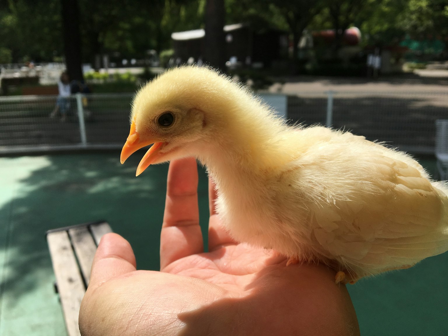Seekor anak ayam kuning bertengger di tangan dalam pengaturan alami