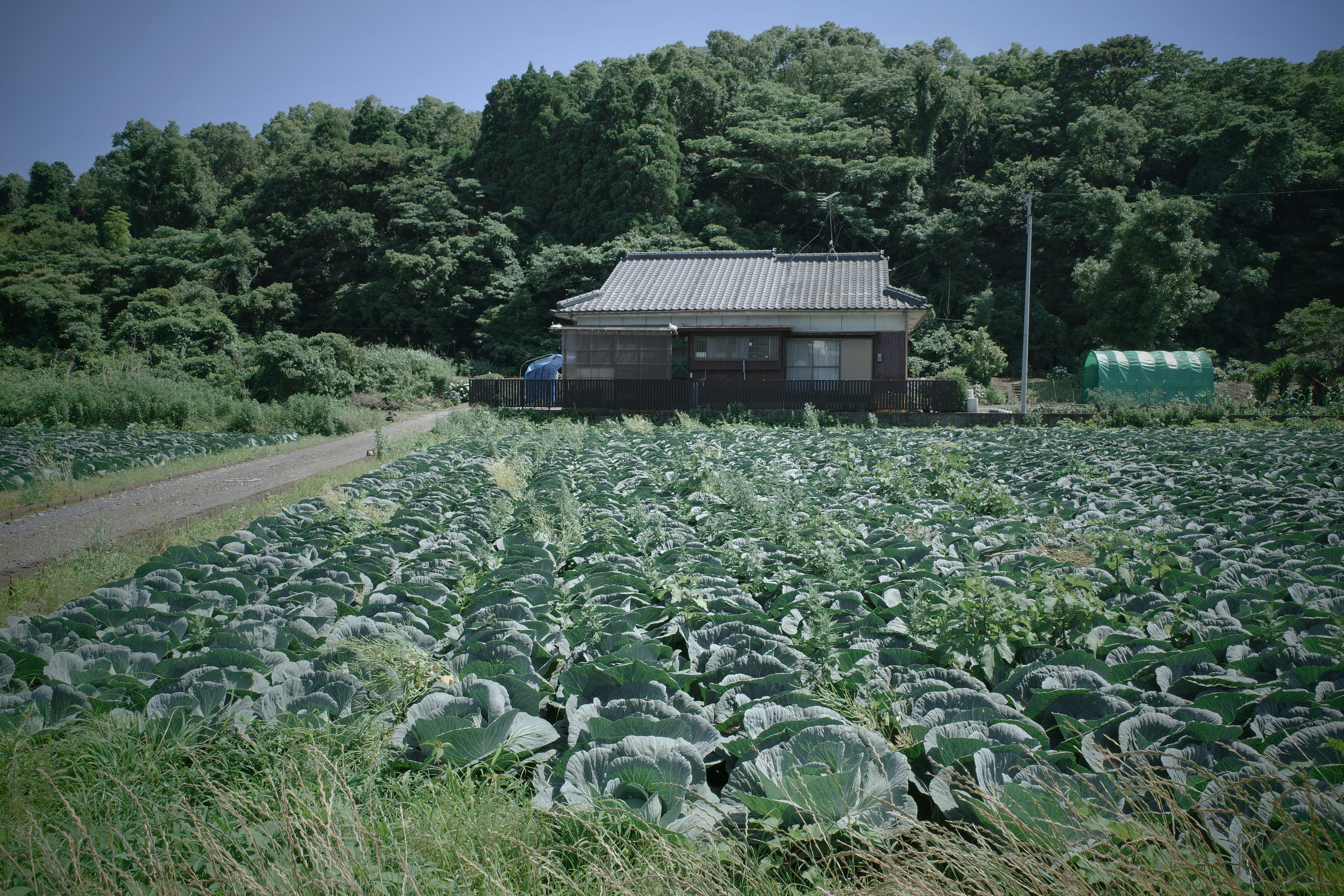 cabbage field with a small farm shed in a rural landscape