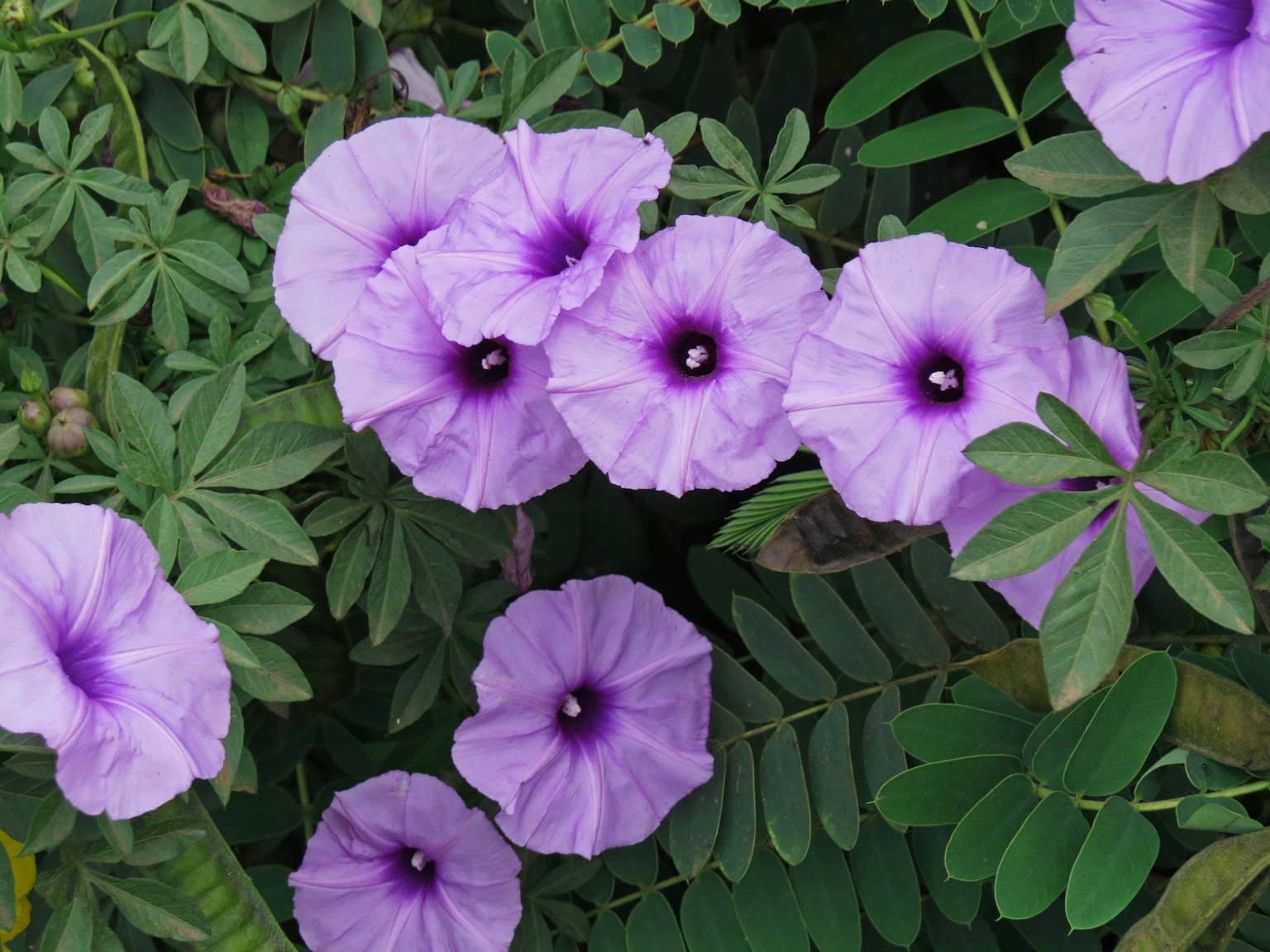 Scène magnifique de fleurs violettes entourées de feuilles vertes