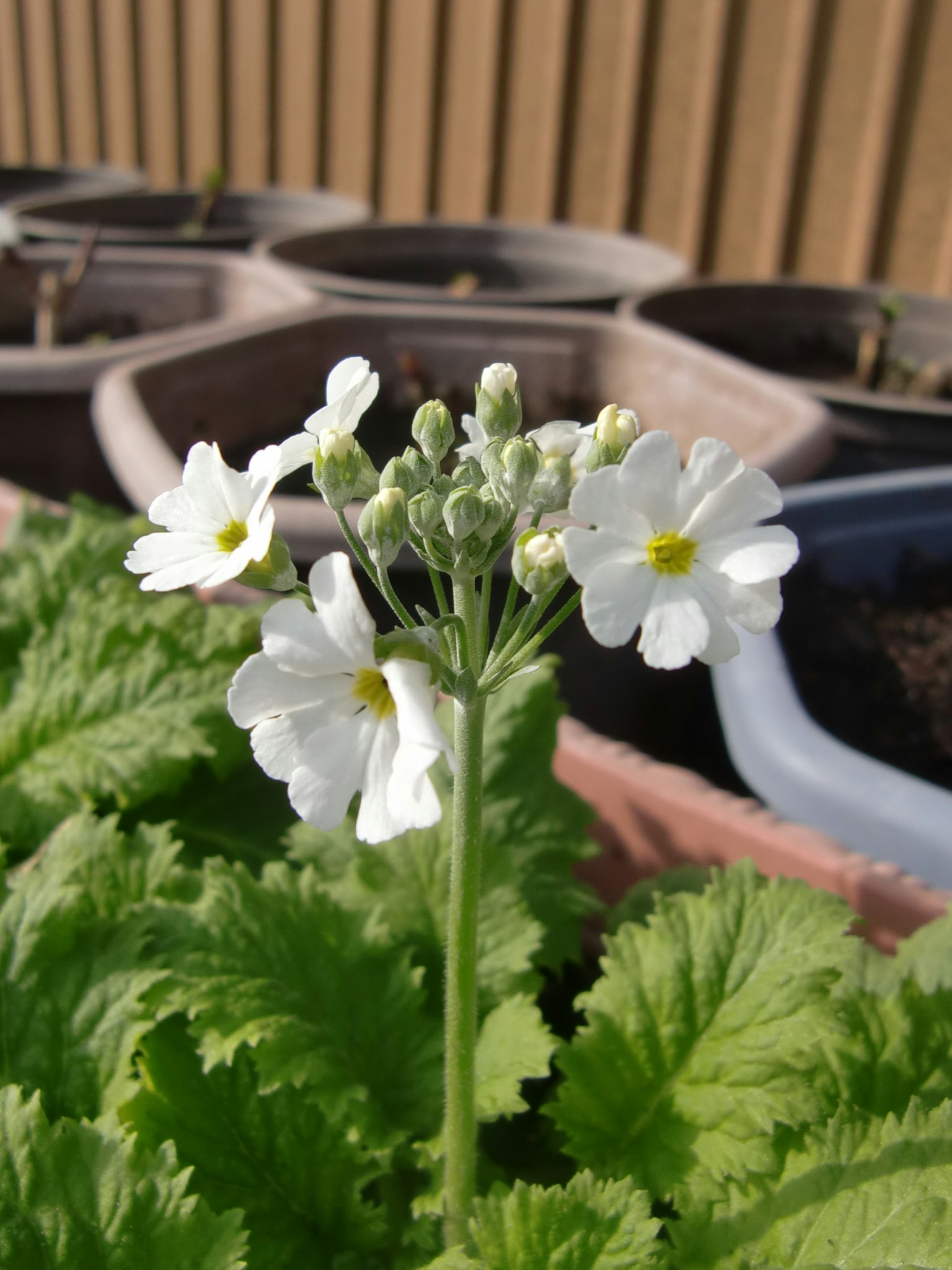 Primo piano di una pianta con fiori bianchi e foglie verdi