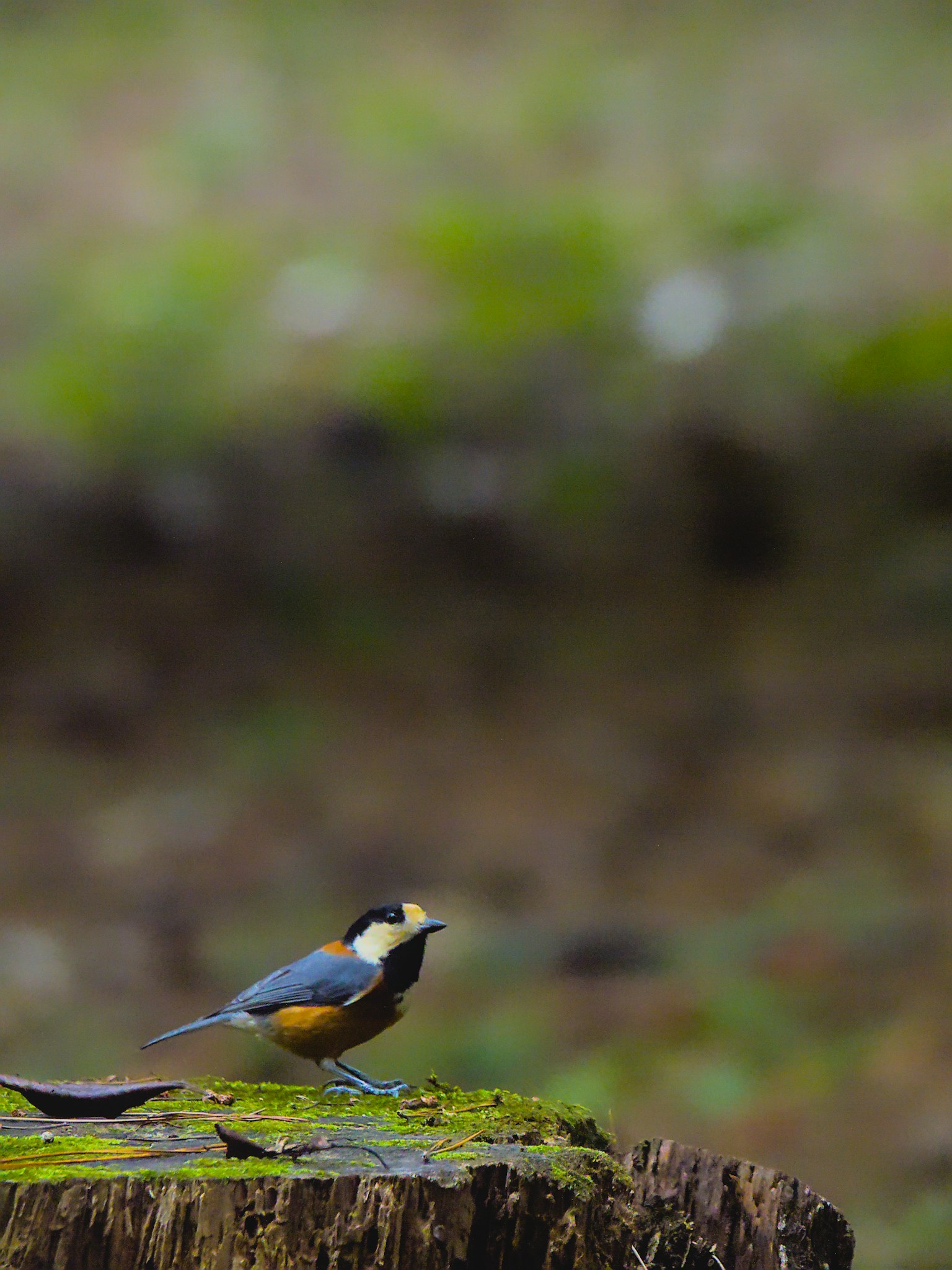 Ein kleiner Vogel sitzt auf einem moosbedeckten Baumstumpf mit verschwommenem Hintergrund