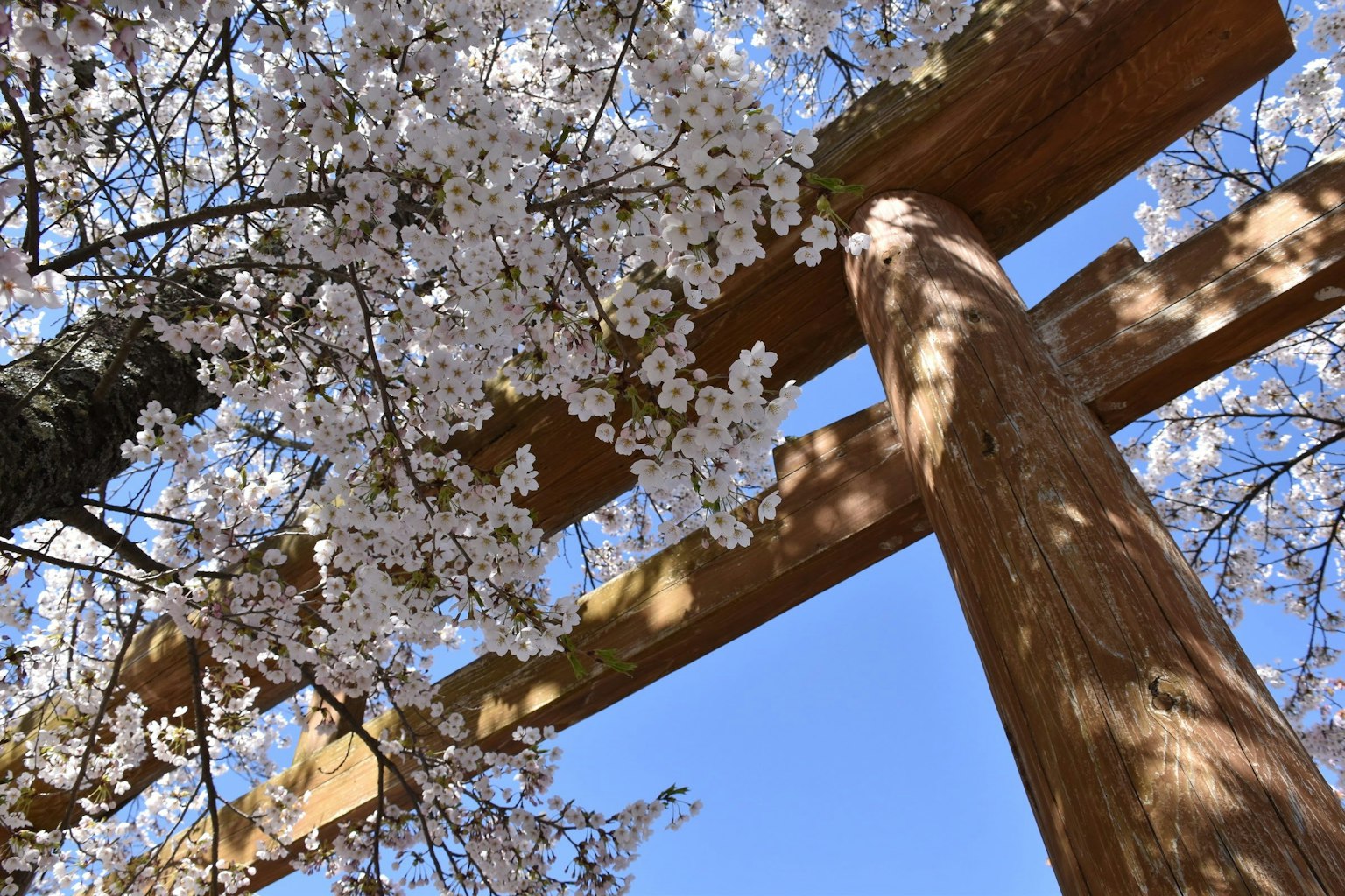 Blick auf ein Torii mit Kirschblüten darüber