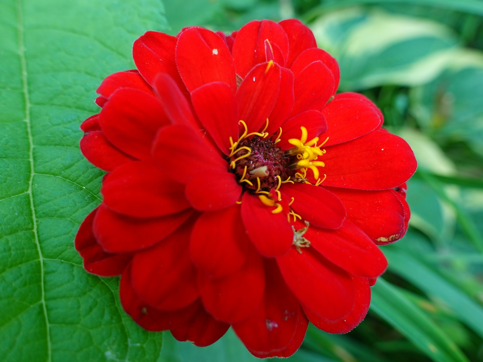 鮮豔的紅色百日菊花在綠色葉子中綻放
