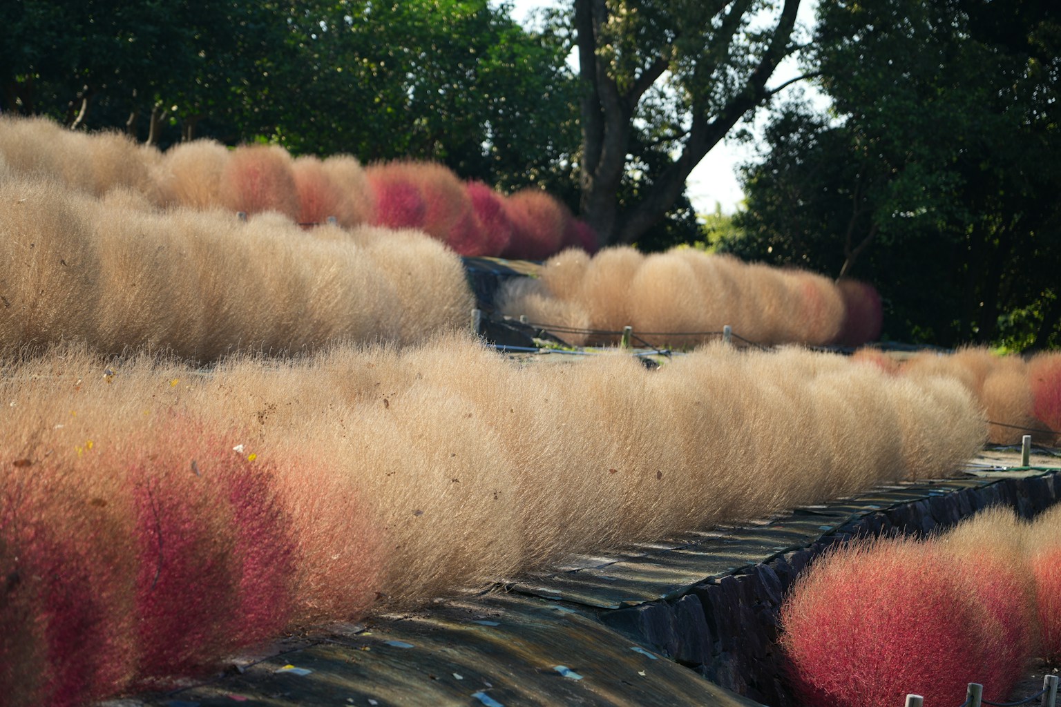 色彩斑斓的草在风景中排列，背景是绿色的树木
