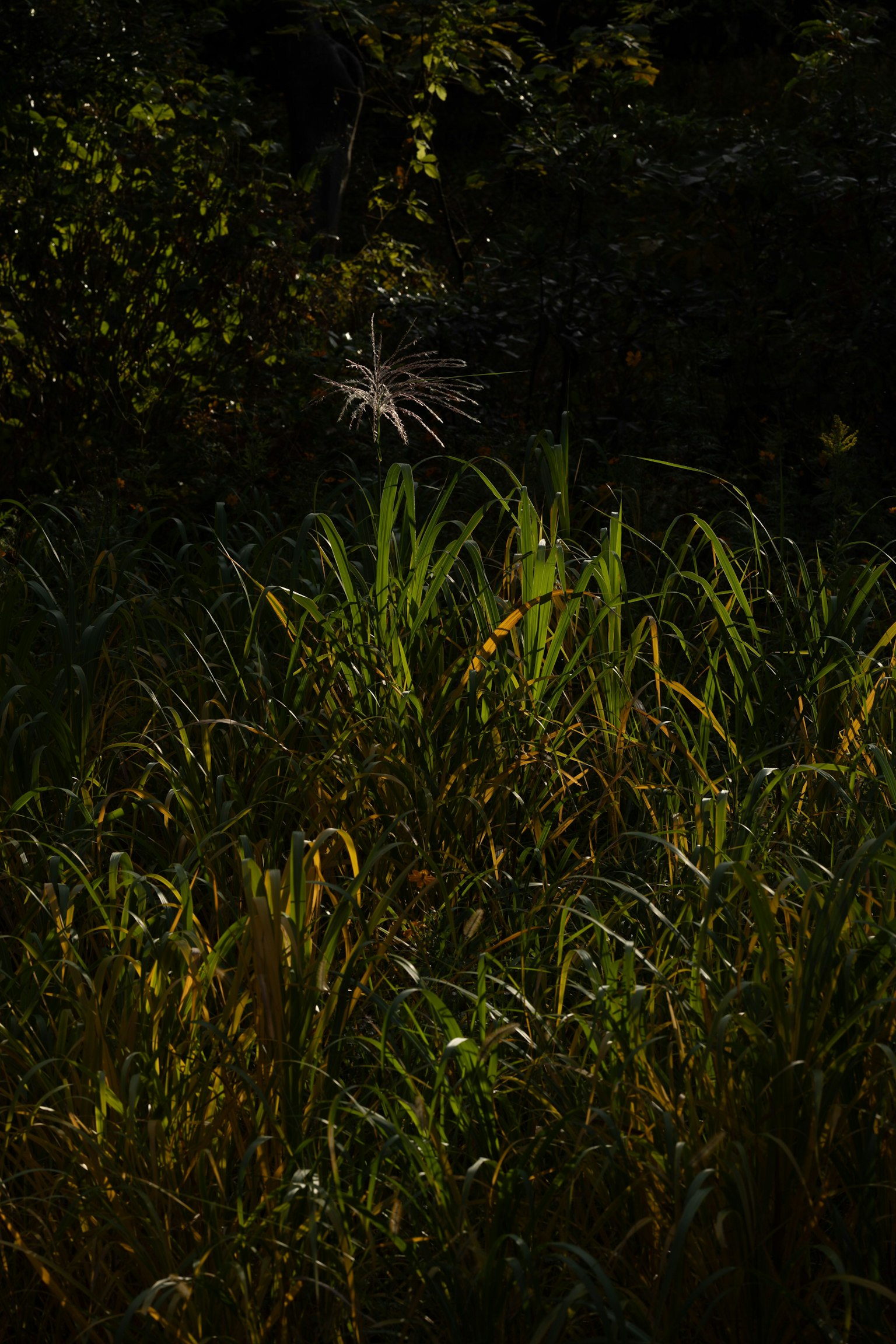 Scena naturale con erba verde e un fiore bianco su sfondo scuro
