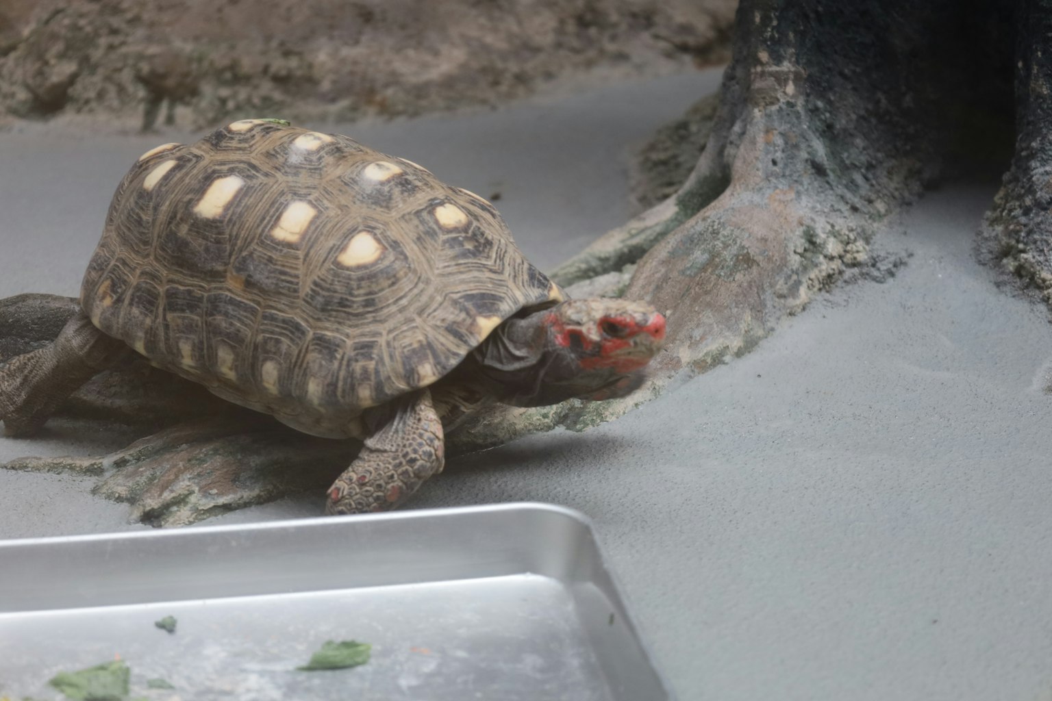 A tortoise eating leaves near a water feature