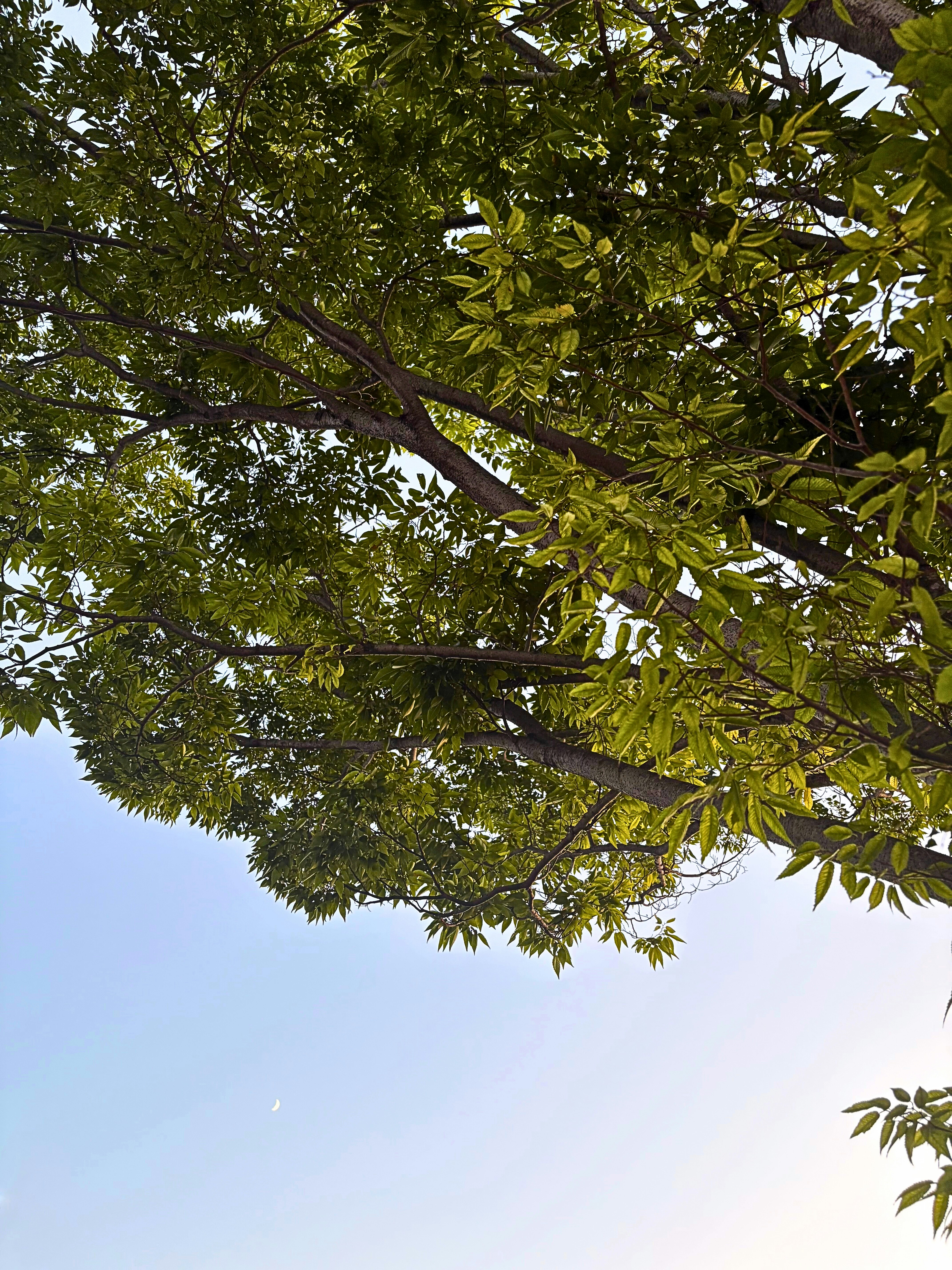 緑の葉が広がる木の枝と青空の夏の空