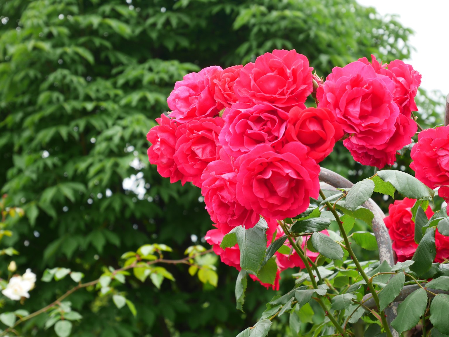 Rose rosse brillanti in fiore con fogliame verde lussureggiante sullo sfondo