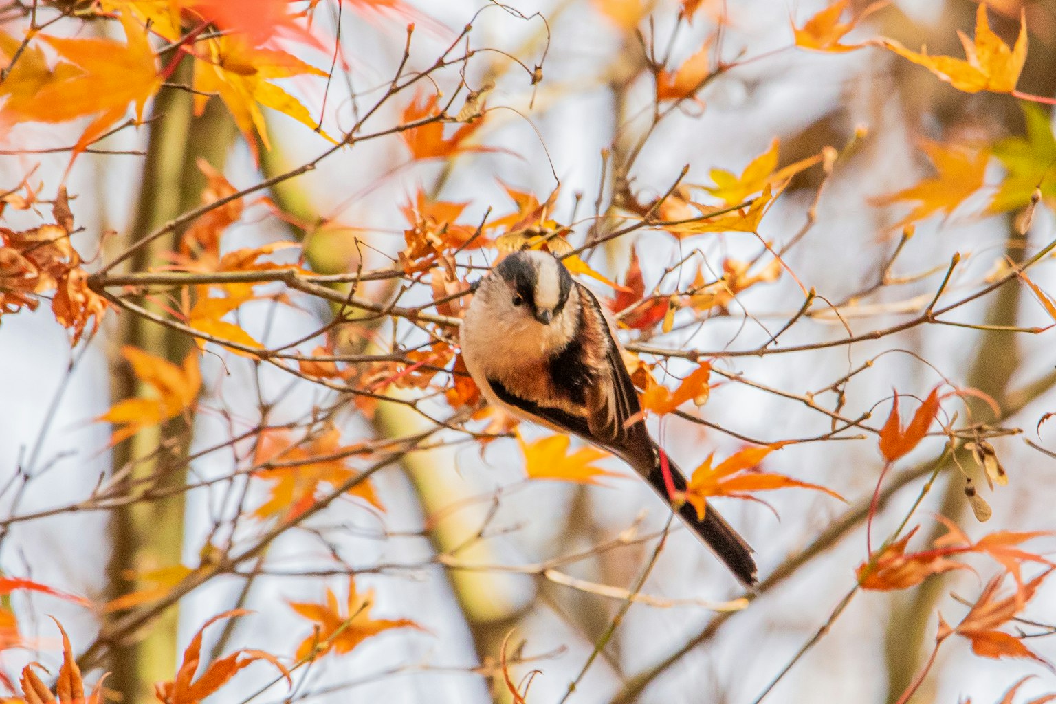 A small bird perched among vibrant autumn leaves