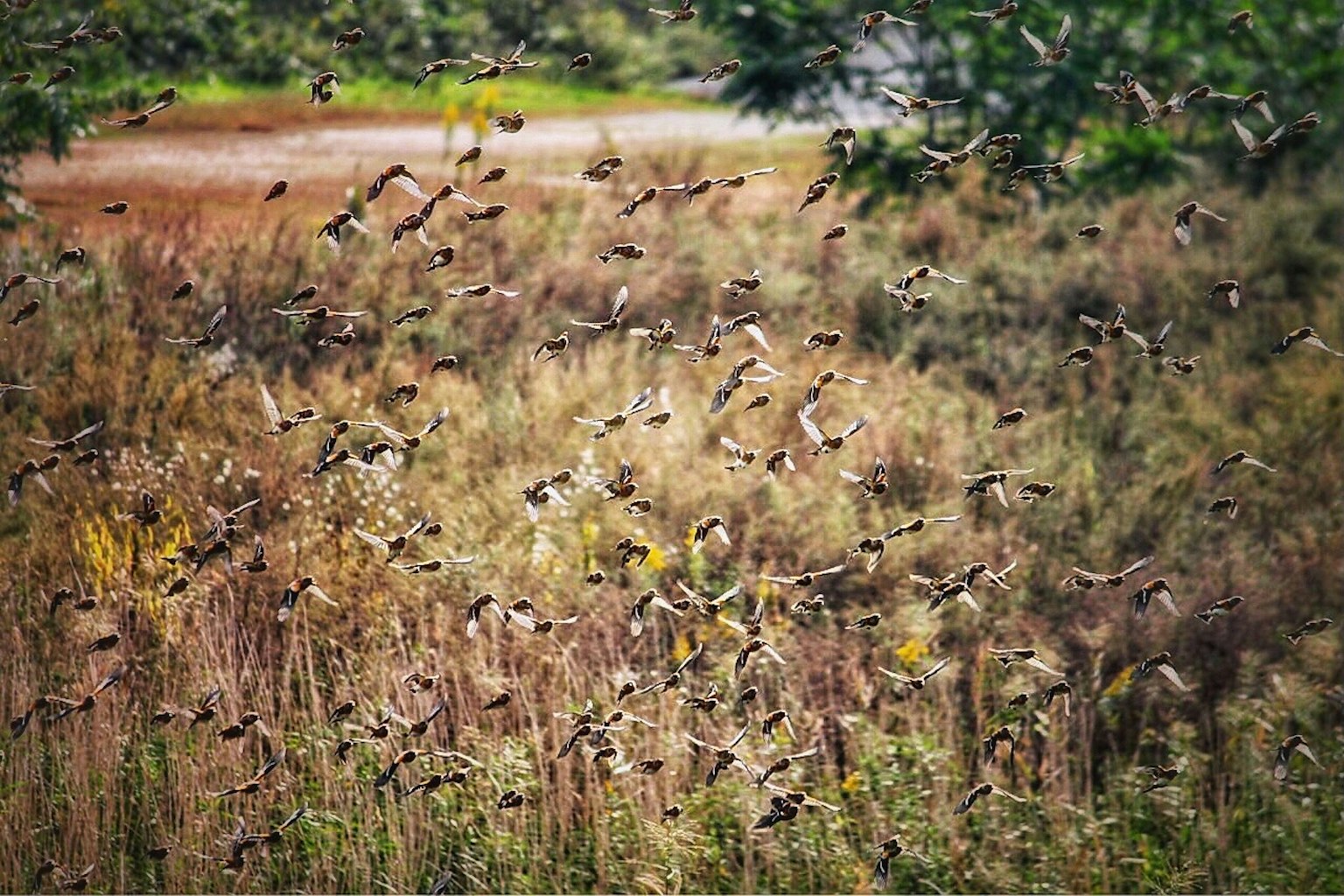 Un gruppo di piccoli uccelli che volano su un campo erboso