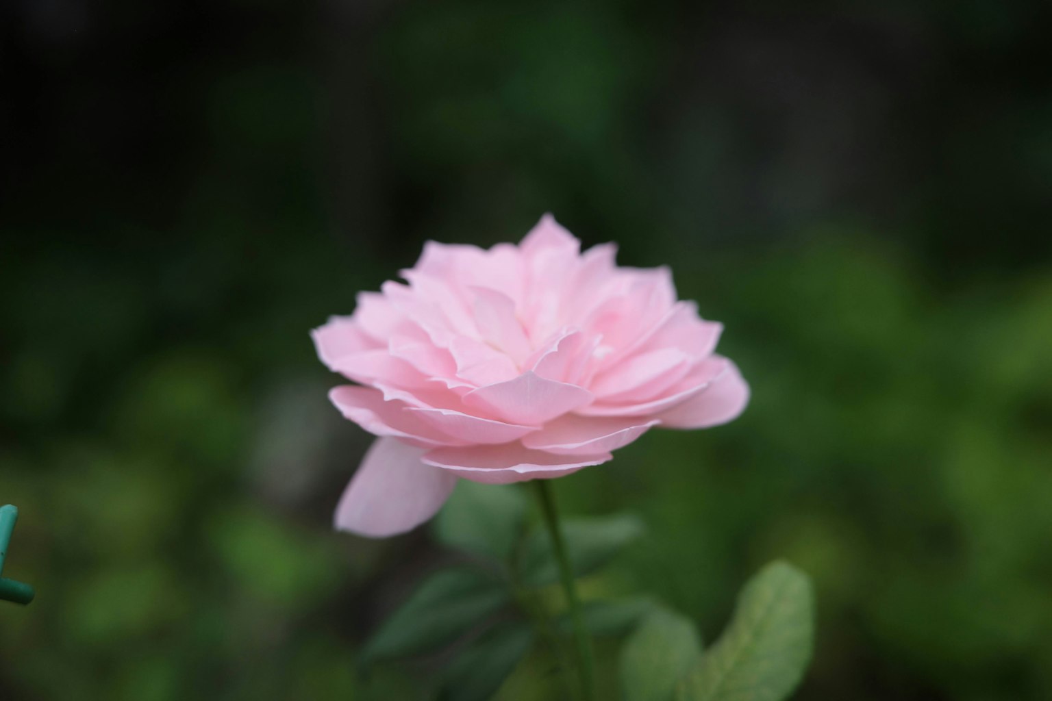 Una rosa rosa chiaro con petali a strati si distingue su uno sfondo verde