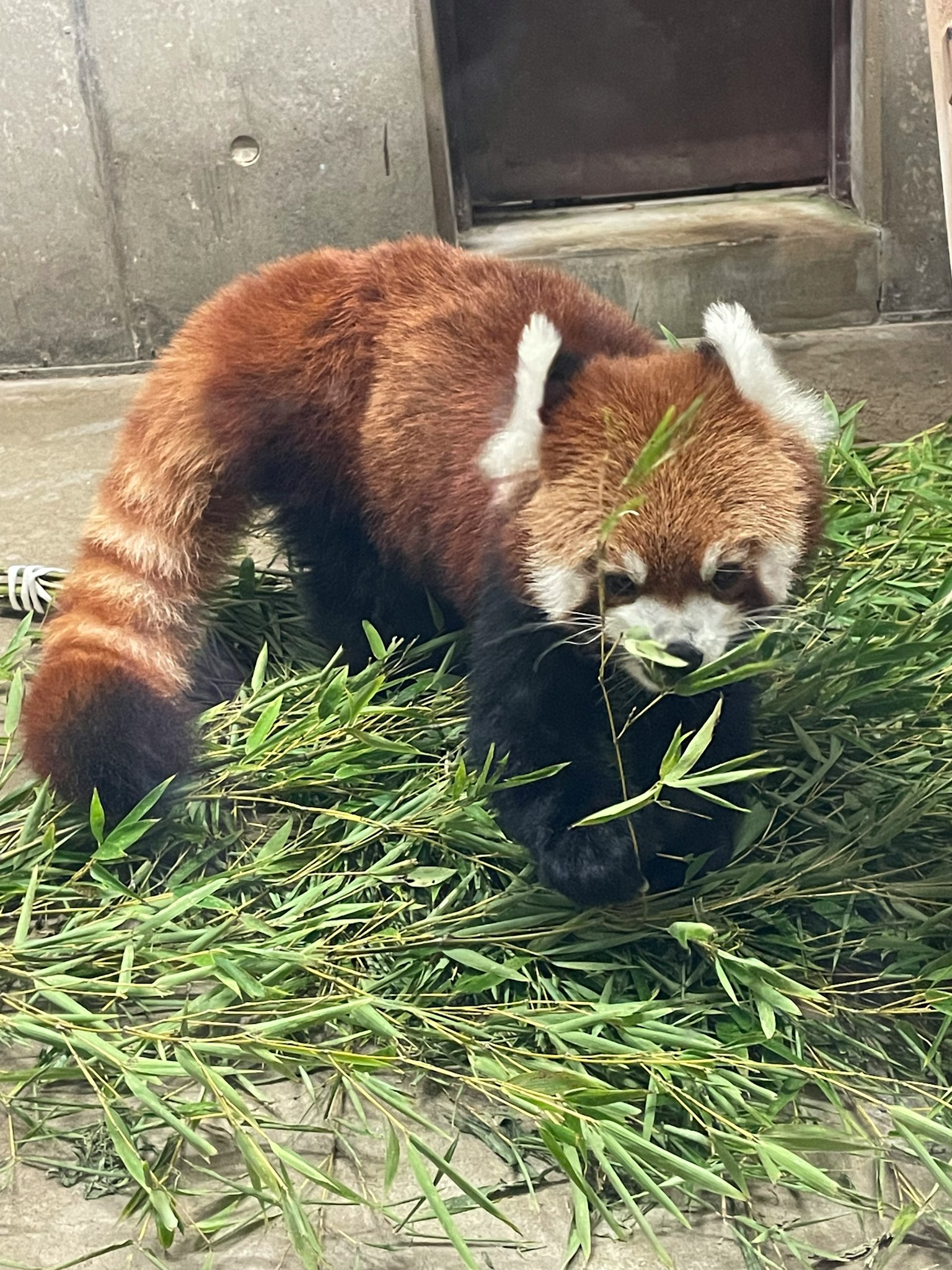Panda merah makan bambu di lingkungan alami