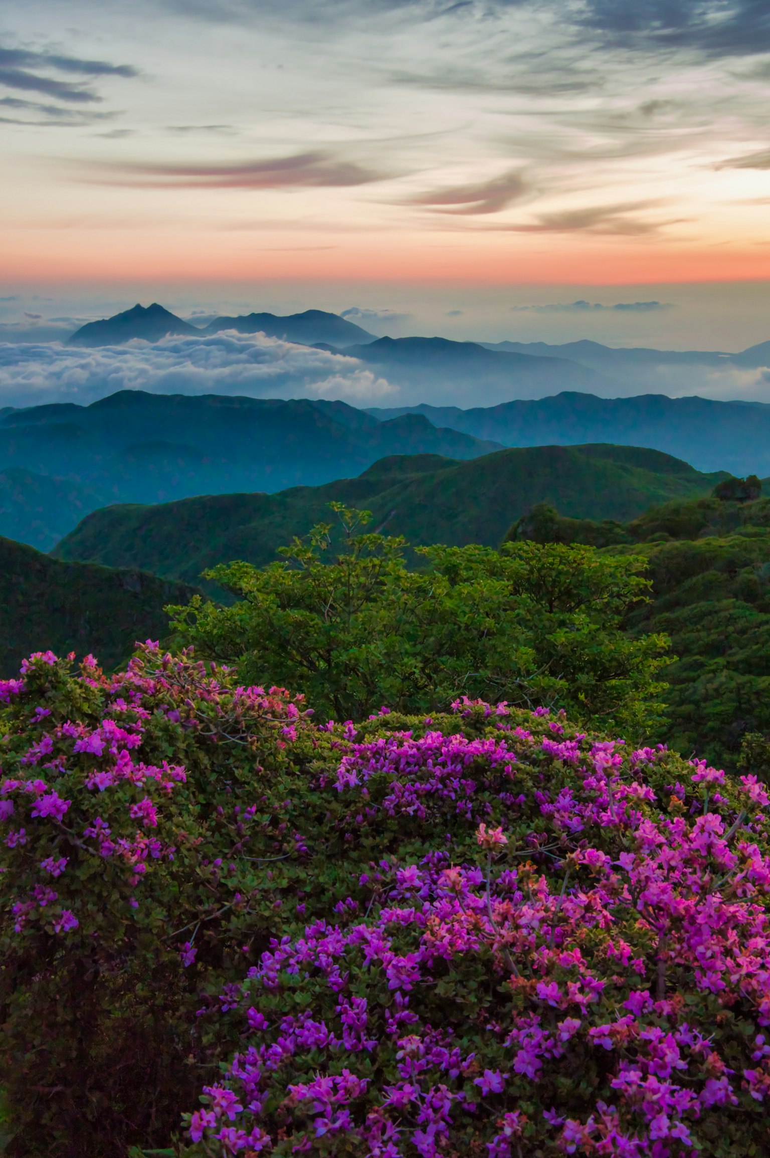 Hermoso paisaje desde la cima de una montaña con flores moradas en flor montañas brumosas y cielo al atardecer