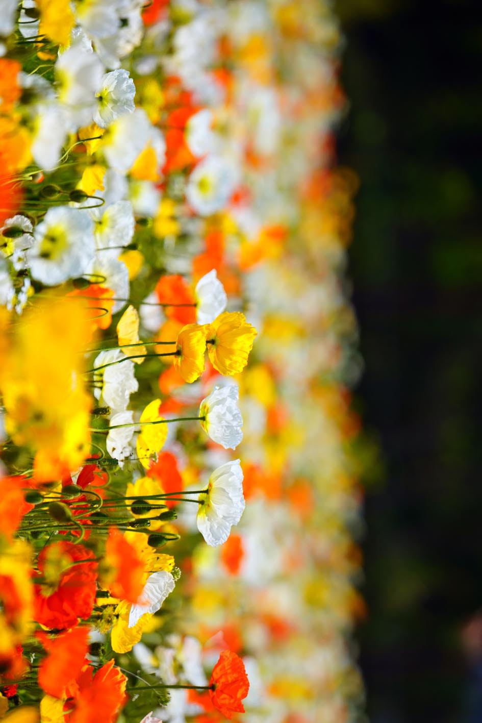 Amapolas de colores vivos en flor