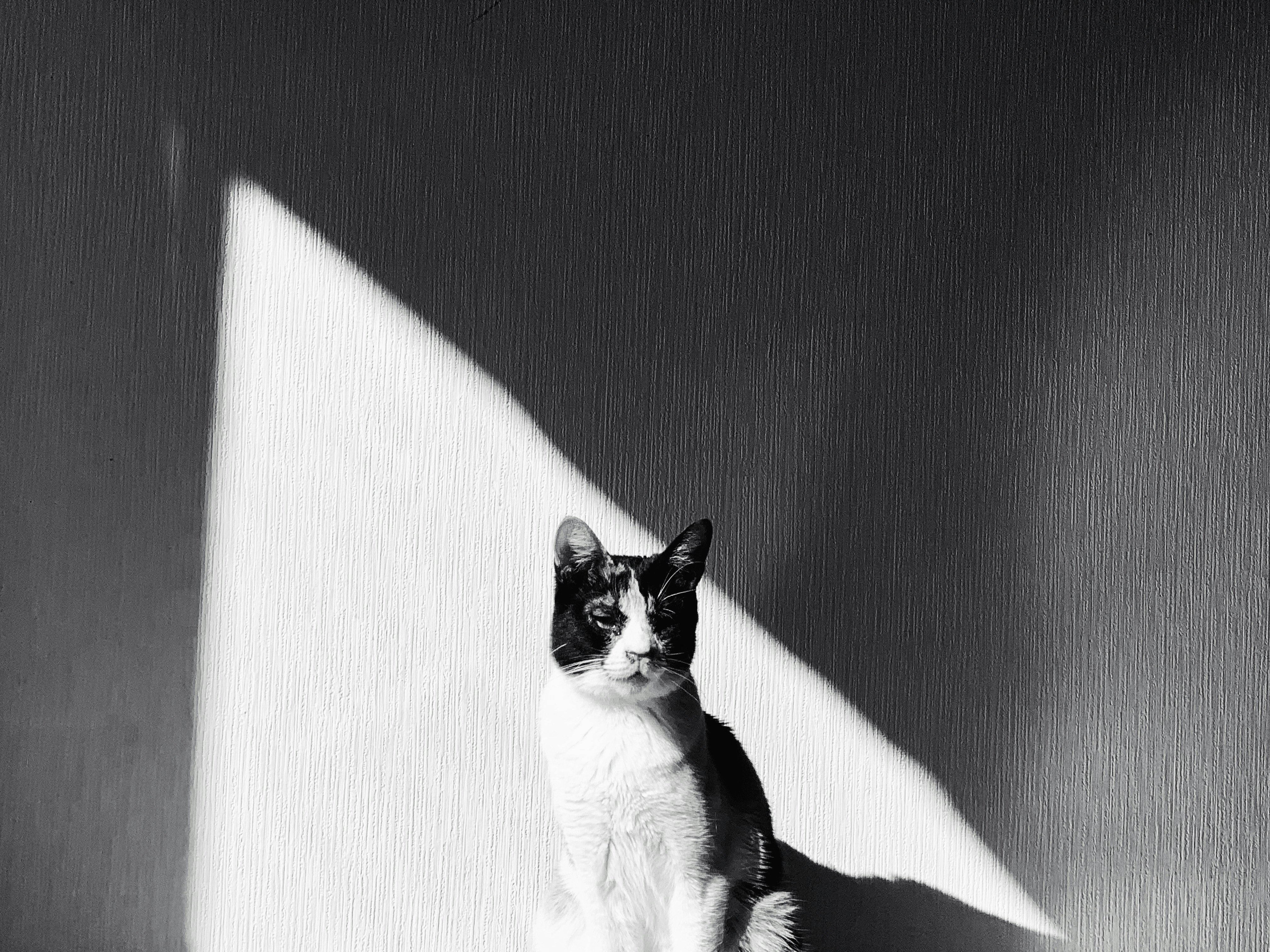壁の影の中にいる白黒の猫