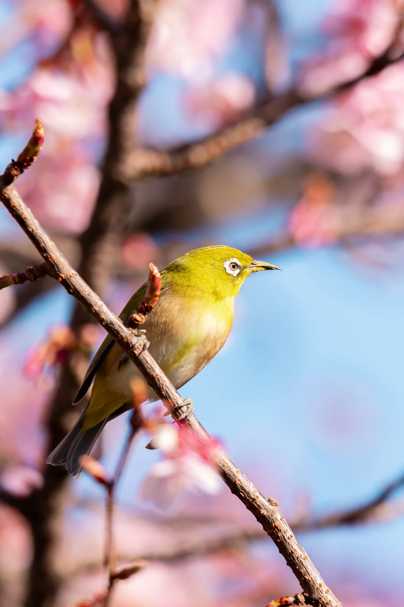 Pequeño pájaro amarillo posado en una rama de cerezo en flor