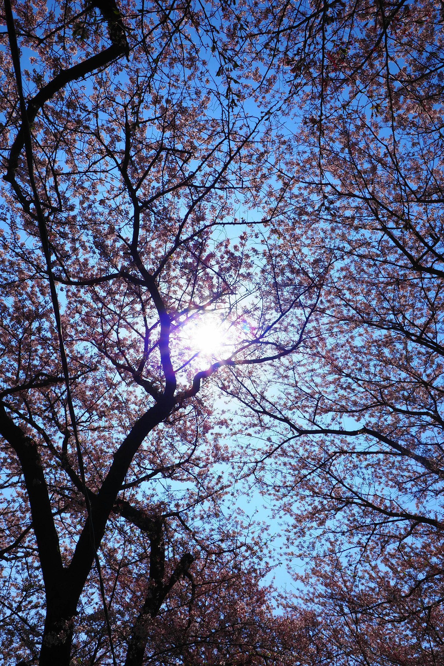 Silhouette de cerisiers en fleurs et de branches sous un ciel bleu avec lumière du soleil