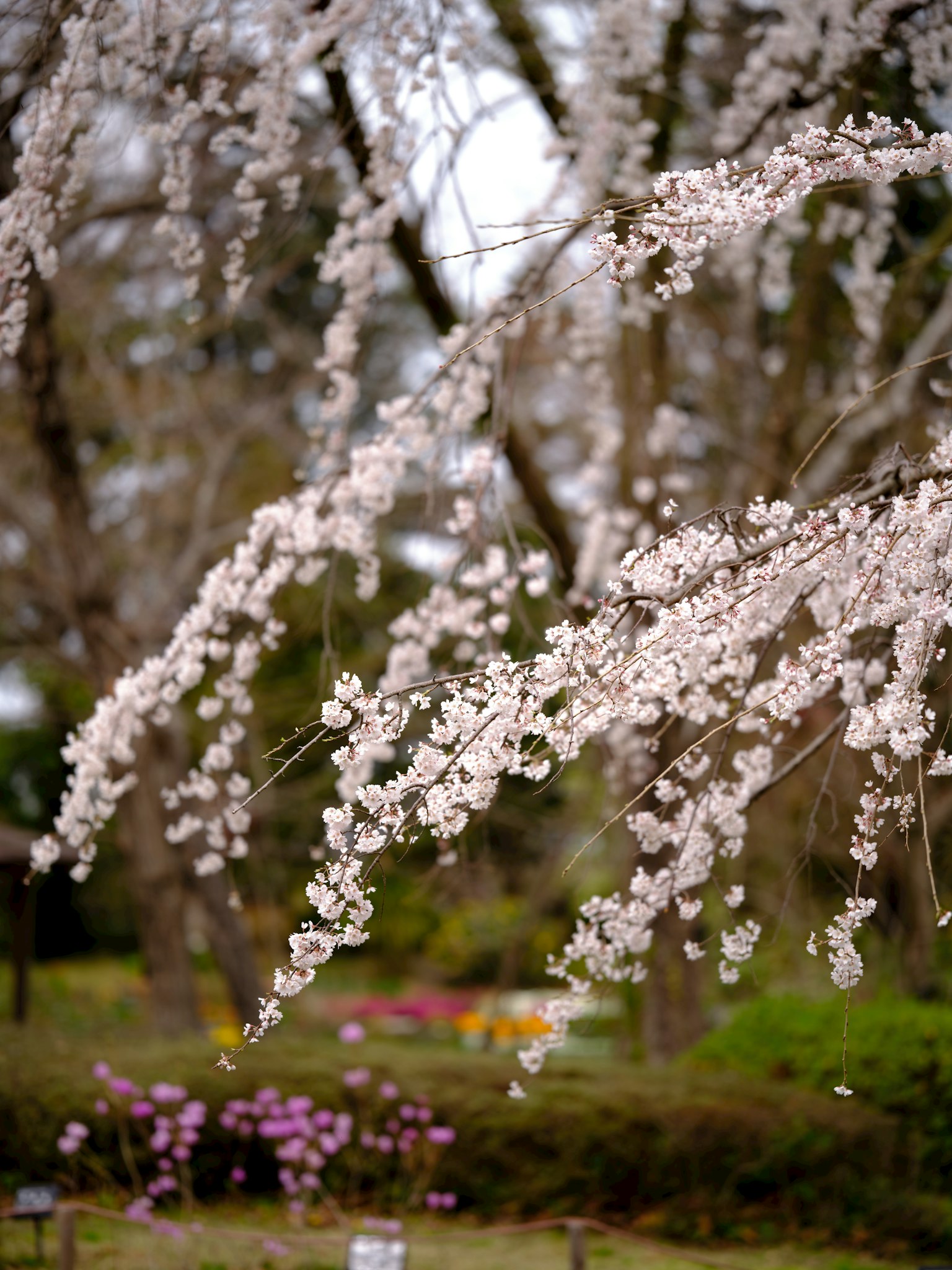 Ramas de cerezo con flores rosas en un jardín flores coloridas de fondo