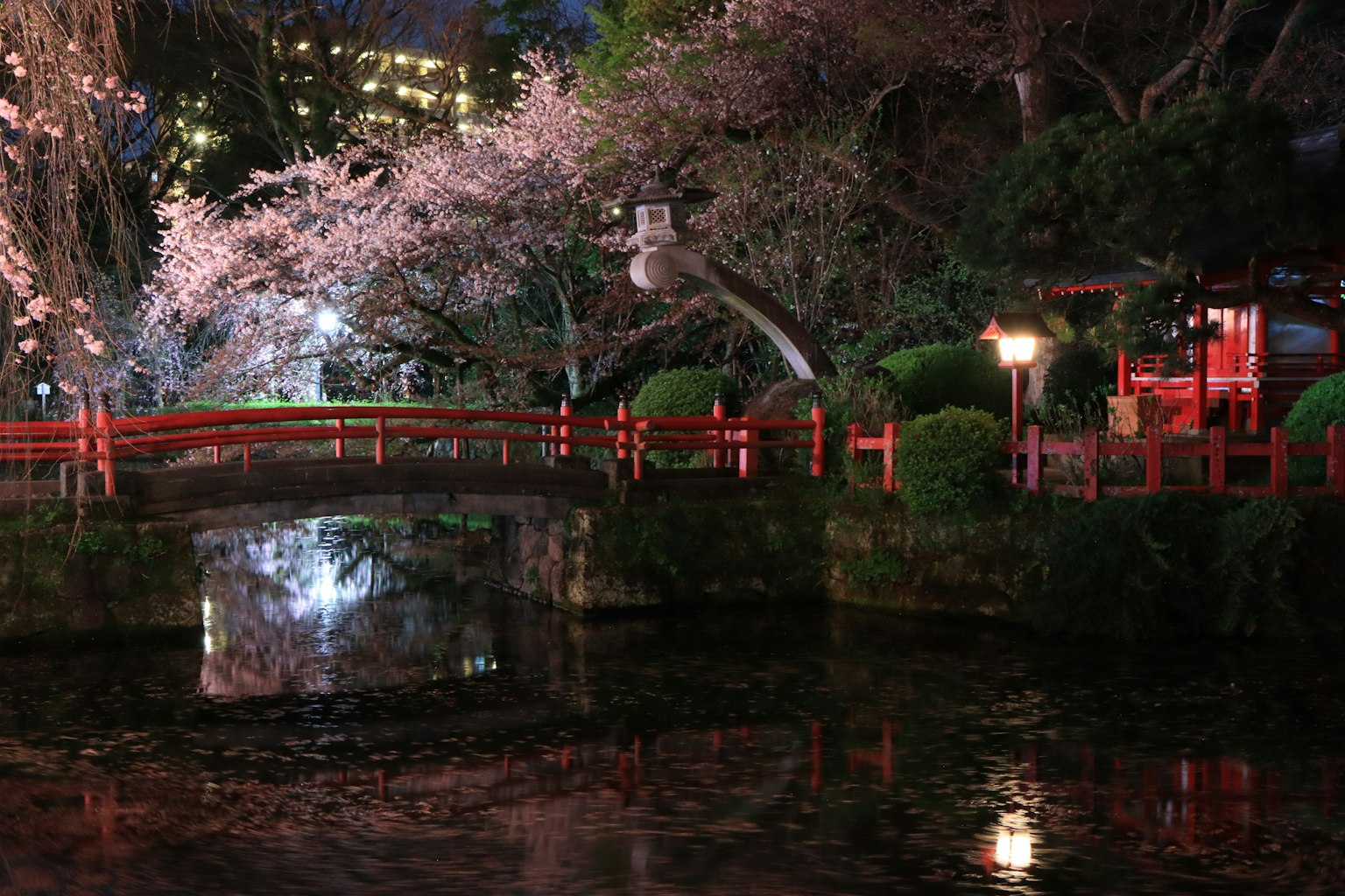 Night scene of cherry blossoms with a red bridge and pond