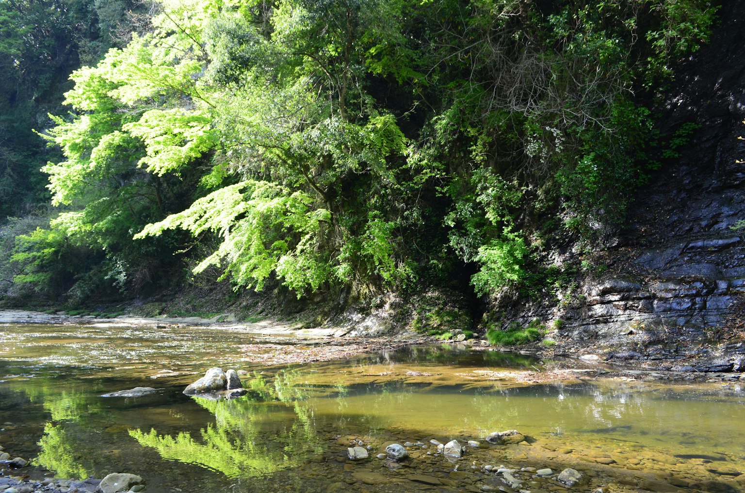 Vegetación exuberante a lo largo de una orilla con reflejos en el agua que muestran la belleza natural