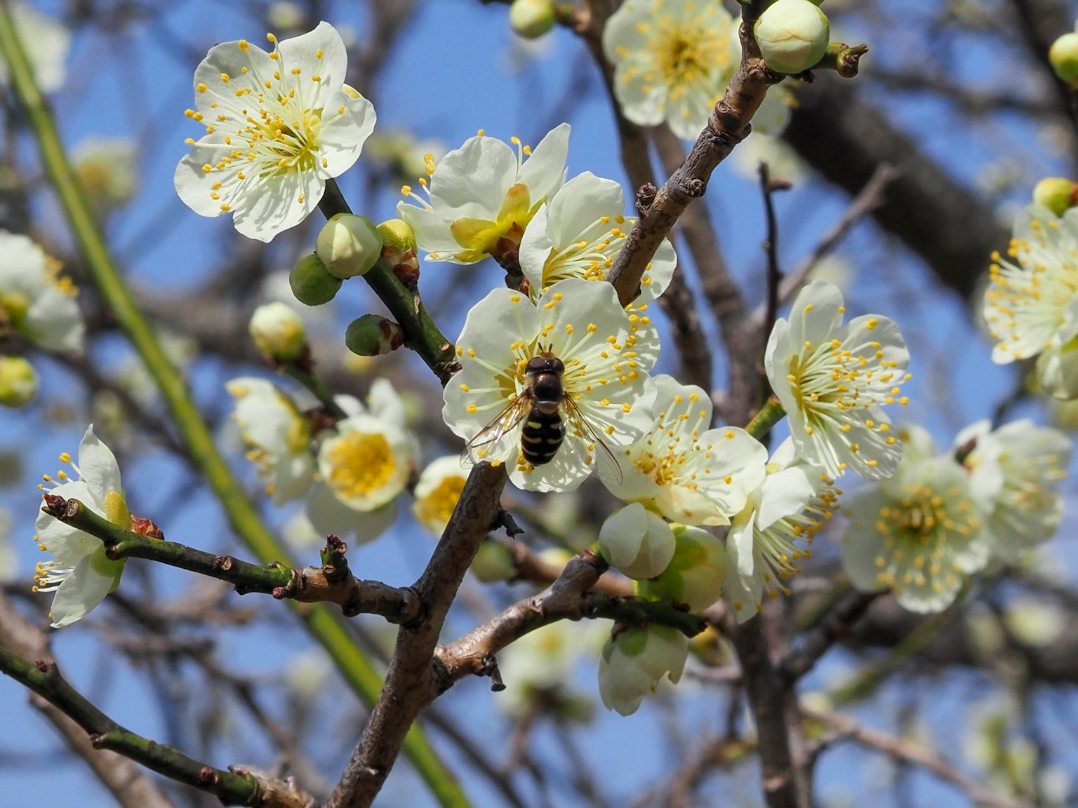 Acercamiento de un árbol de ciruela con flores blancas y una abeja