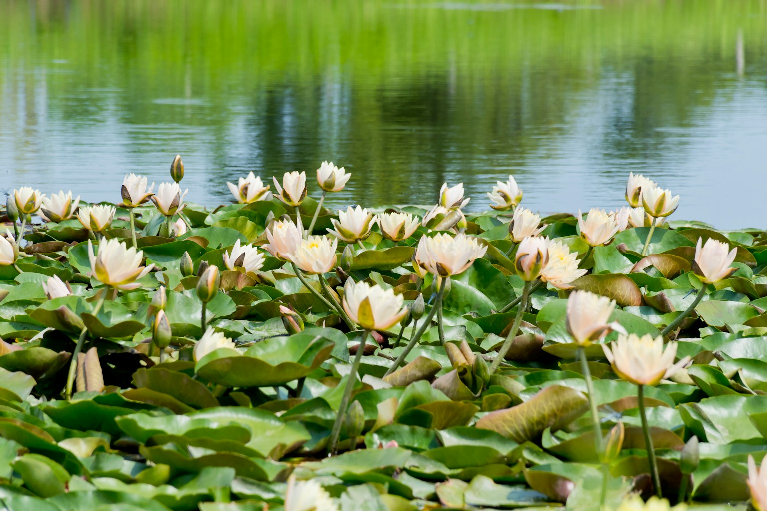 Scène de étang magnifique avec des nénuphars blancs flottant à la surface