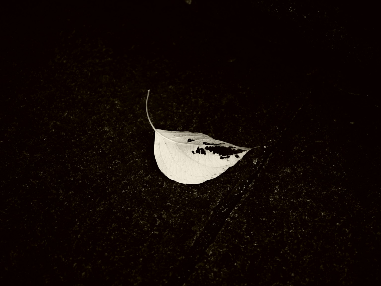 一片白色叶子 resting 在黑色表面上