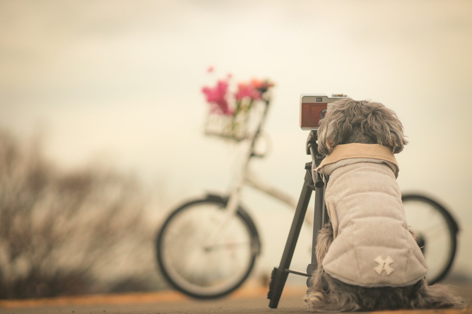 Un cane seduto su un treppiede che guarda una bicicletta con fiori