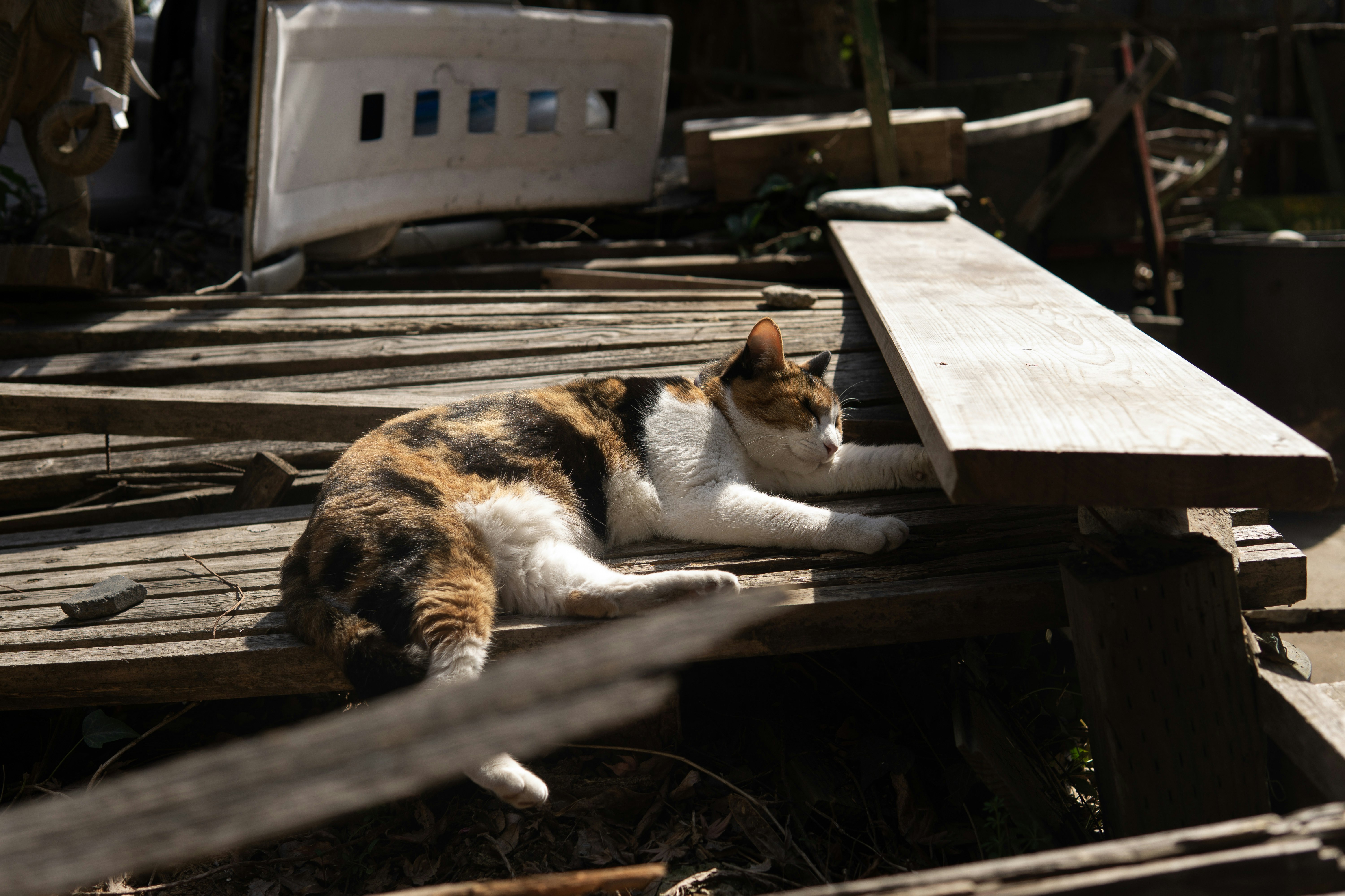 木の柵の上で日向ぼっこする猫
