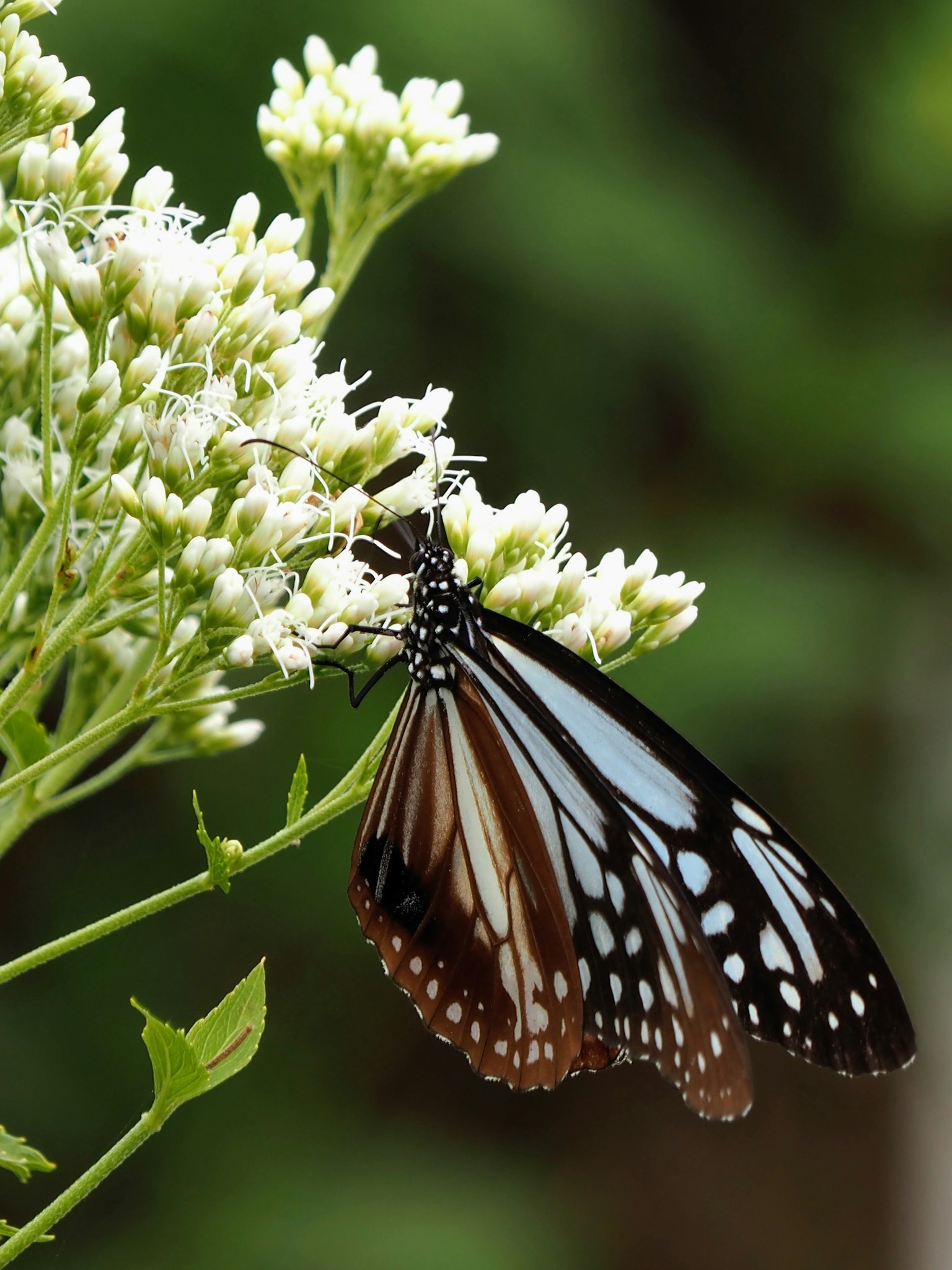 Ein schöner Schmetterling auf Blumen