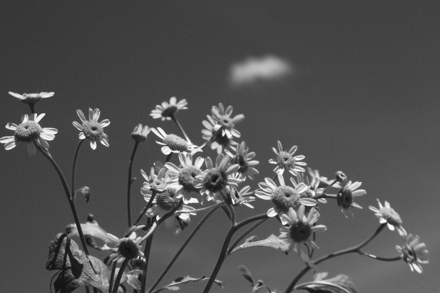 Imagen en blanco y negro de flores con una nube de fondo