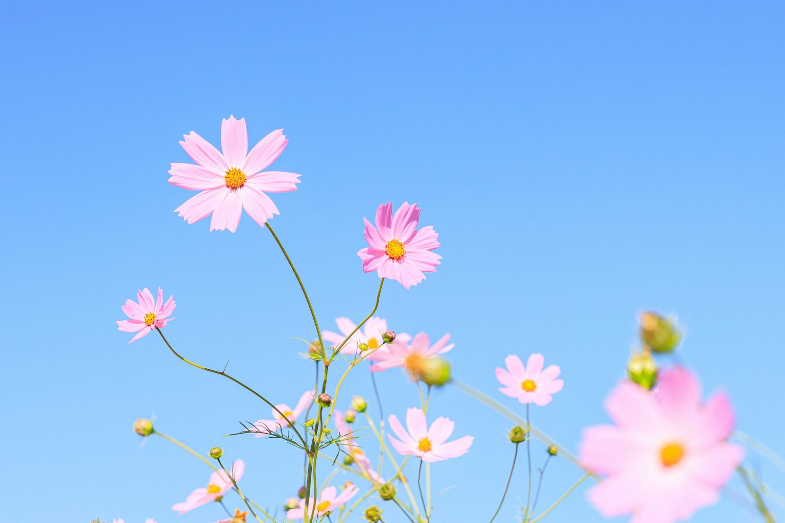 Primer plano de flores rosas floreciendo bajo un cielo azul