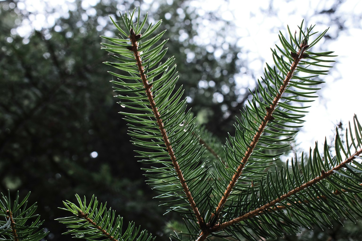 Close-up of green conifer branch with sharp needles