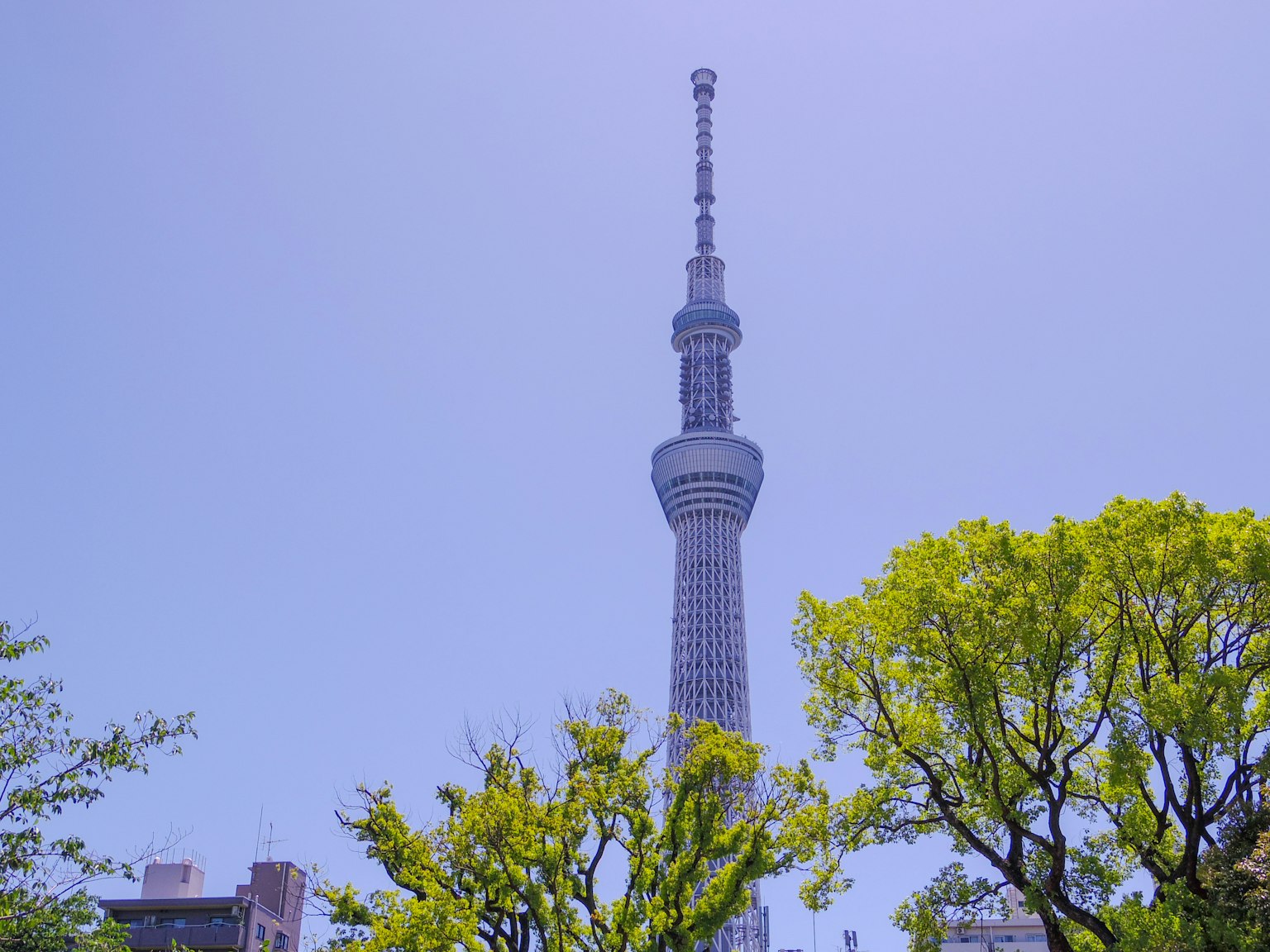 东京晴空下的东京晴空塔和前景中的绿树