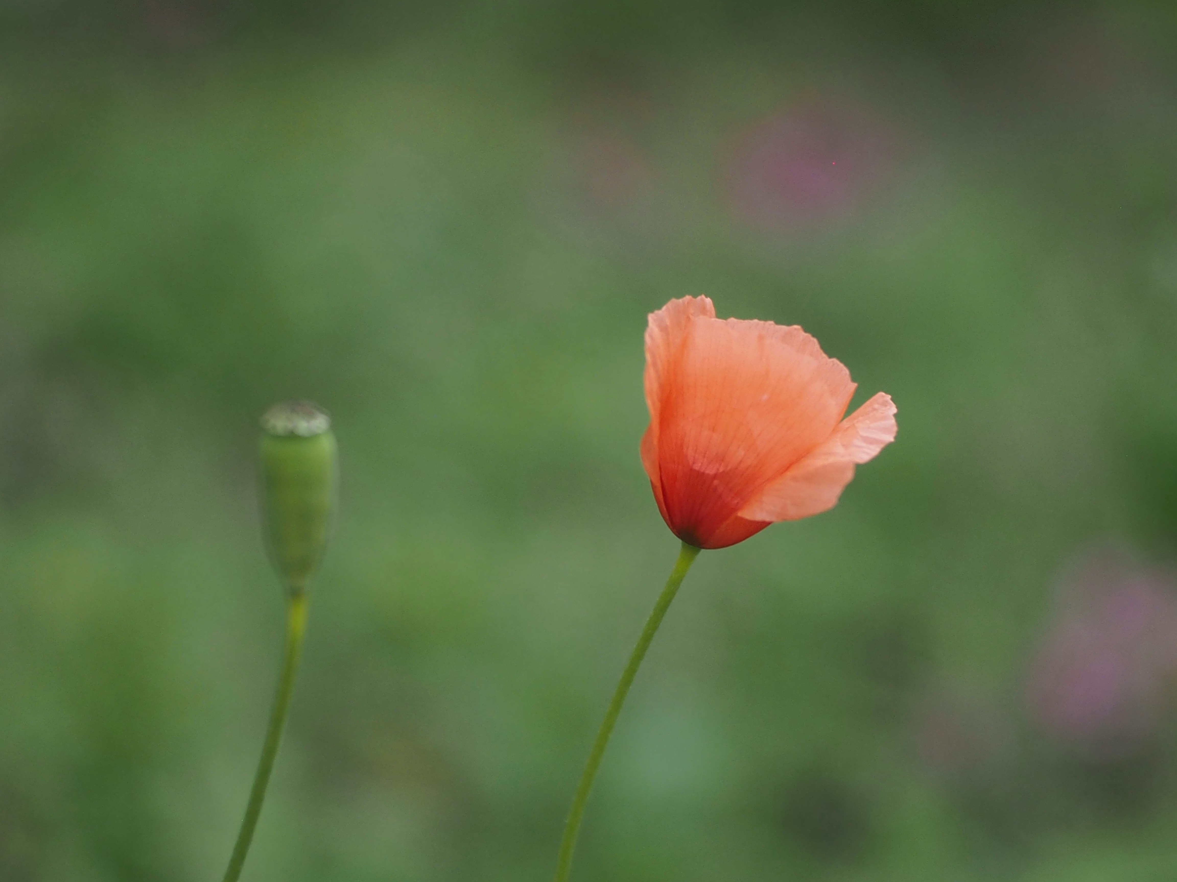 Rote Mohnblume vor grünem unscharfem Hintergrund