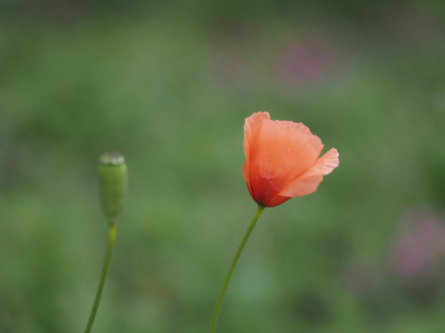 Fleur de pavot orange vif et son bouton sur un fond vert