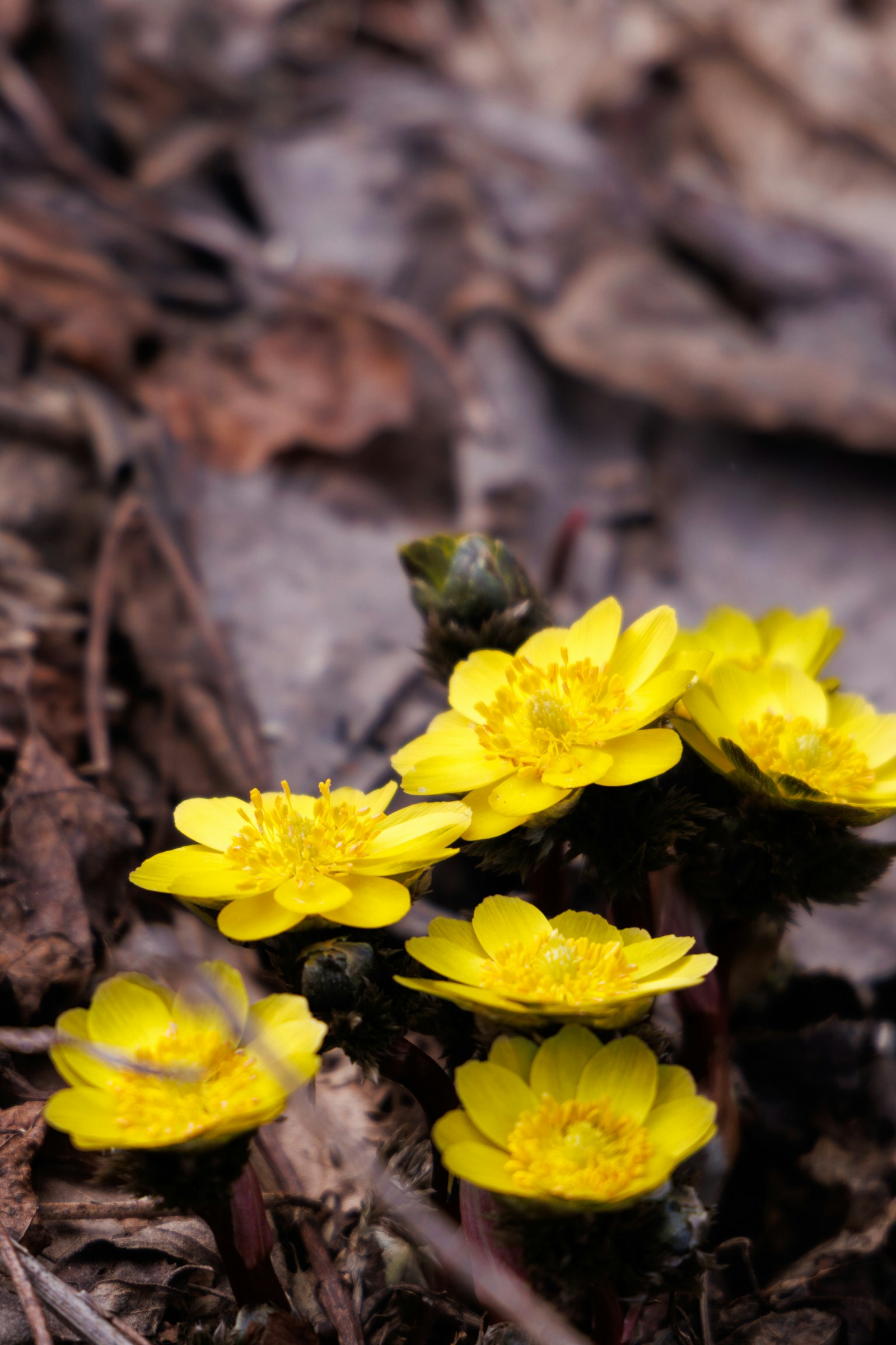 Regroupements de fleurs jaunes brillantes sur le sol entourées de feuilles sèches