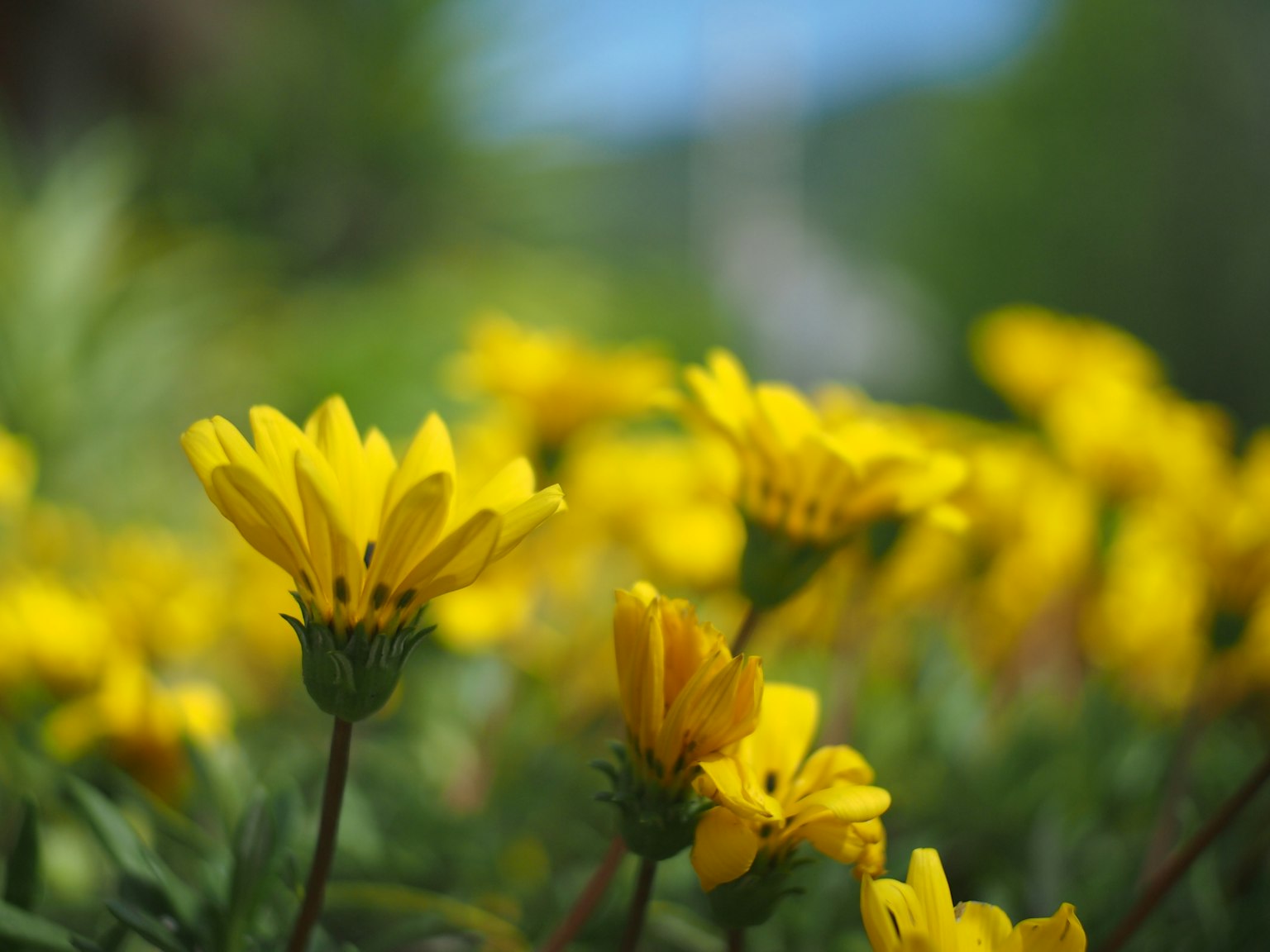 Fiori gialli vivaci che fioriscono in un giardino