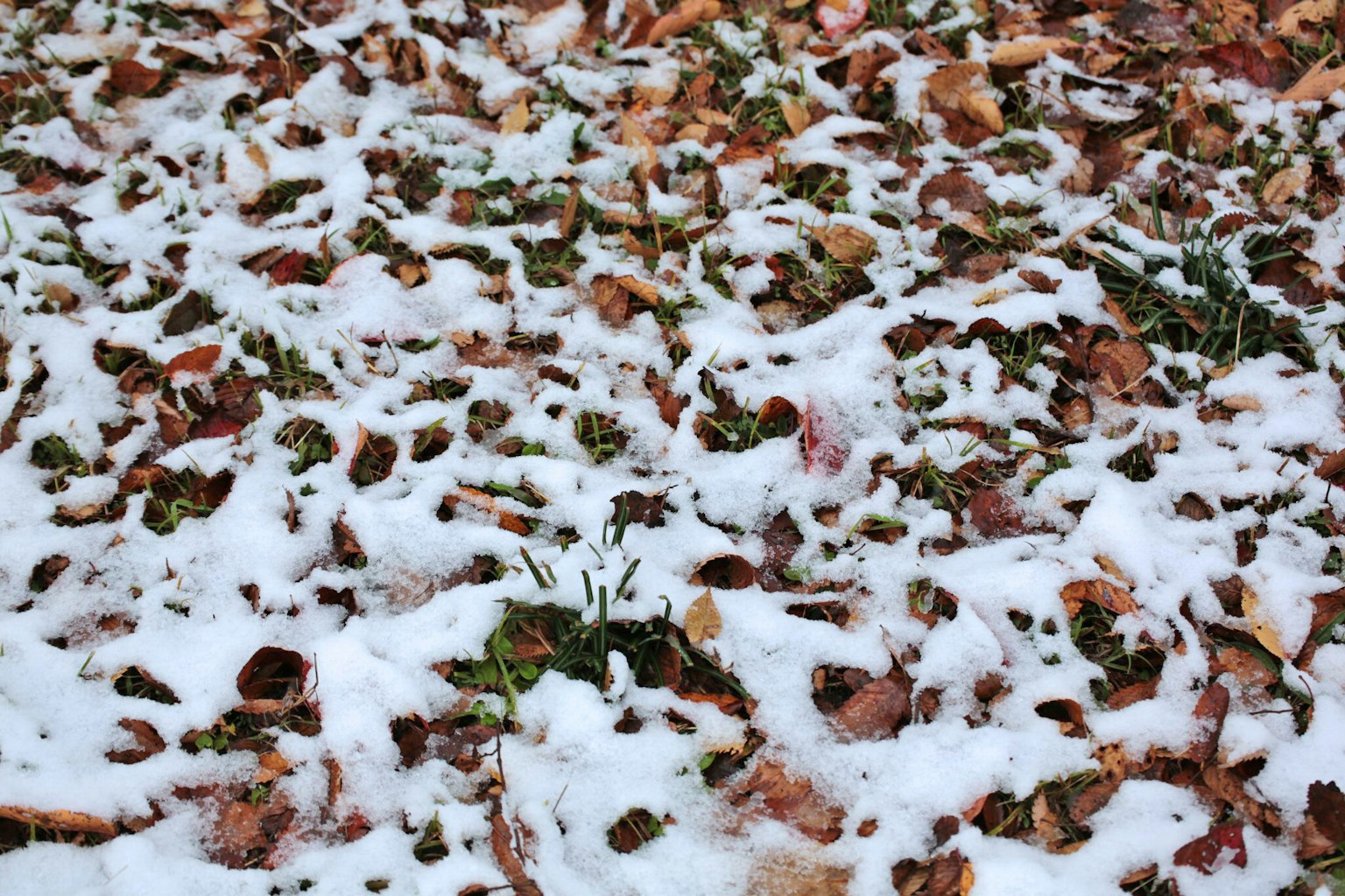 被雪和落叶覆盖的地面