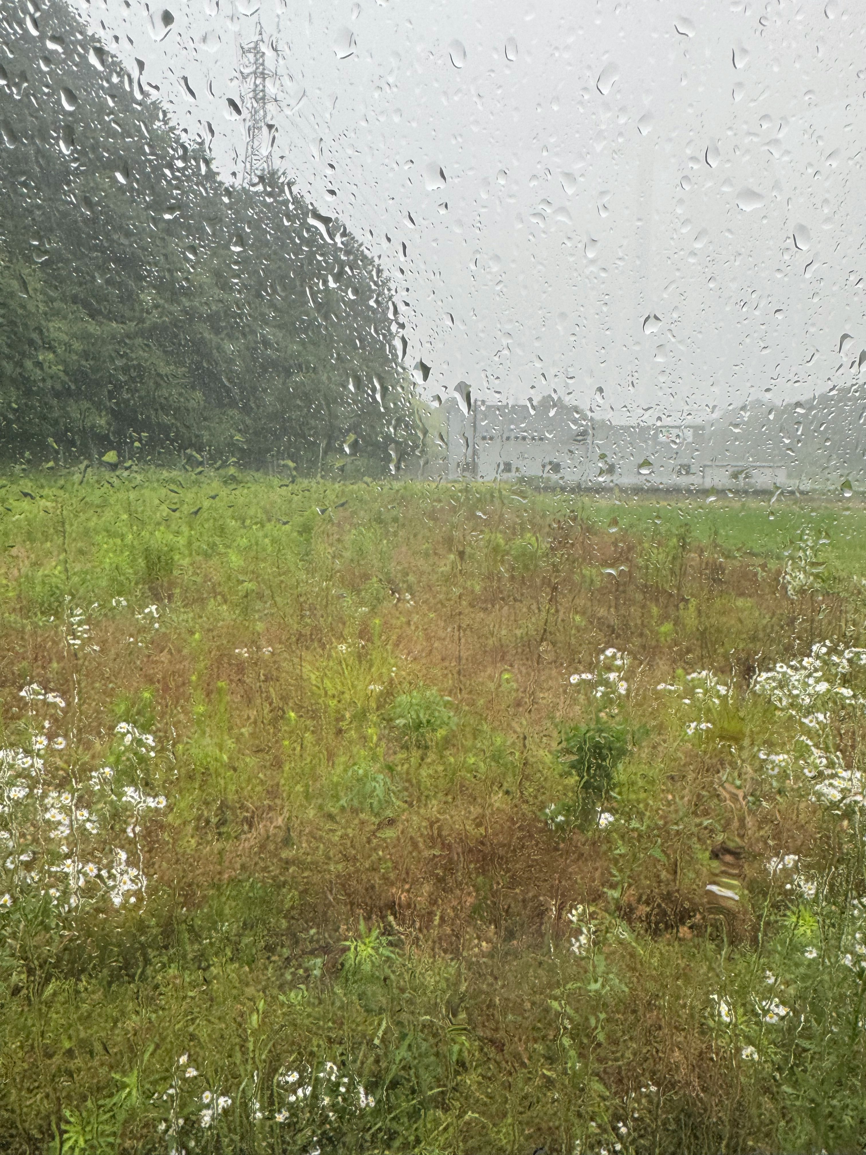 雨粒のついた窓越しに広がる野原の風景