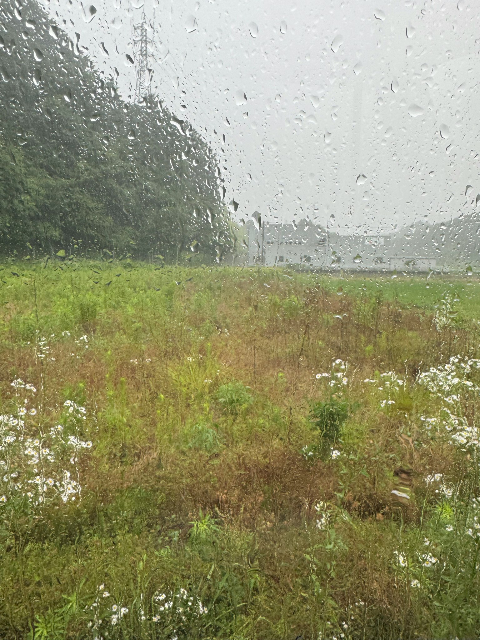 Una vista de un campo de hierba con flores blancas a través de un cristal empapado de lluvia