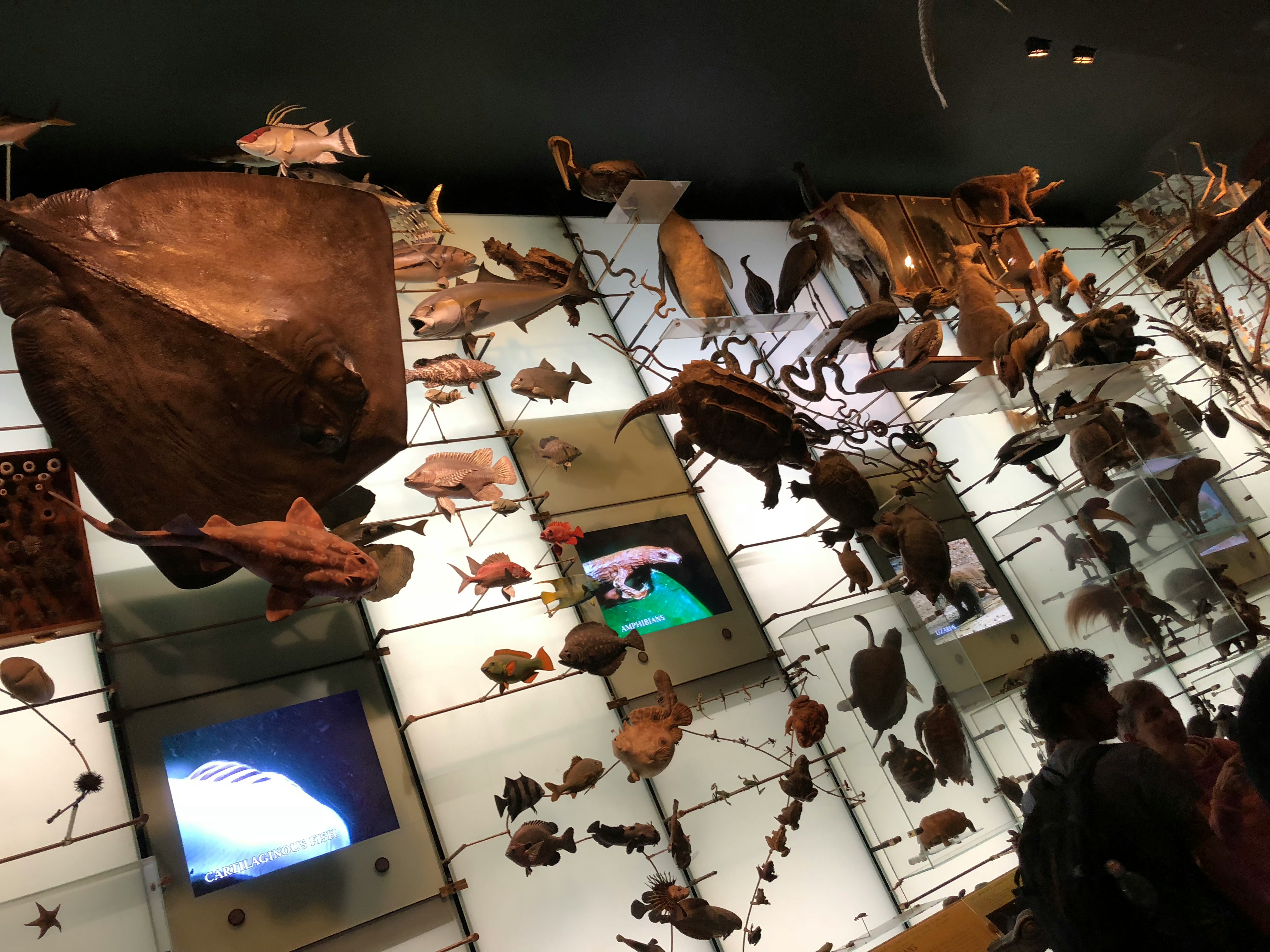 museum display room with insect specimens in glass cases