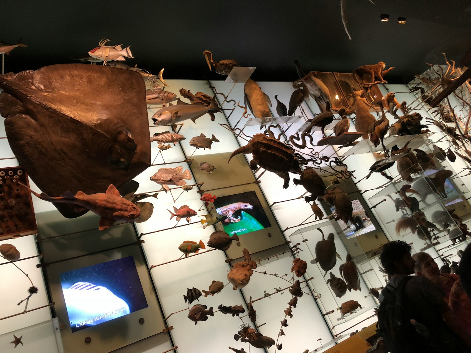 Interior of a museum featuring aquatic life exhibits with various fish specimens hanging