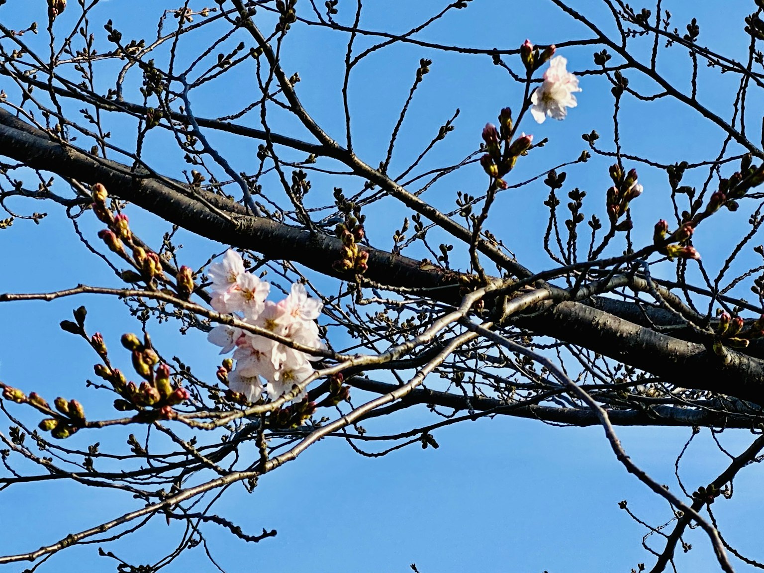 Cherry blossoms and budding leaves on branches under a blue sky